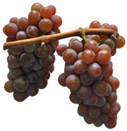 Antioxidants 14 01152 i005