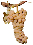 Antioxidants 14 01152 i006