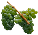 Antioxidants 14 01152 i007