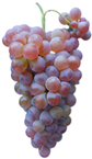 Antioxidants 14 01152 i008