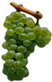 Antioxidants 14 01152 i010