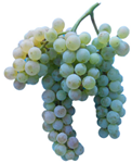 Antioxidants 14 01152 i012