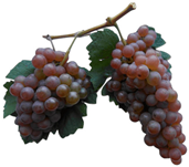 Antioxidants 14 01152 i013