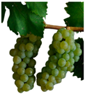 Antioxidants 14 01152 i014