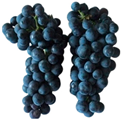 Antioxidants 14 01152 i015
