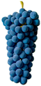 Antioxidants 14 01152 i016
