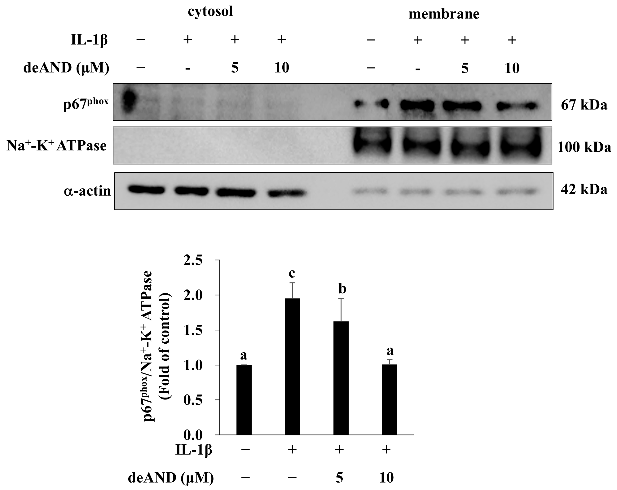 Antioxidants 14 01155 g007 Antioxidants 14 01155 g007