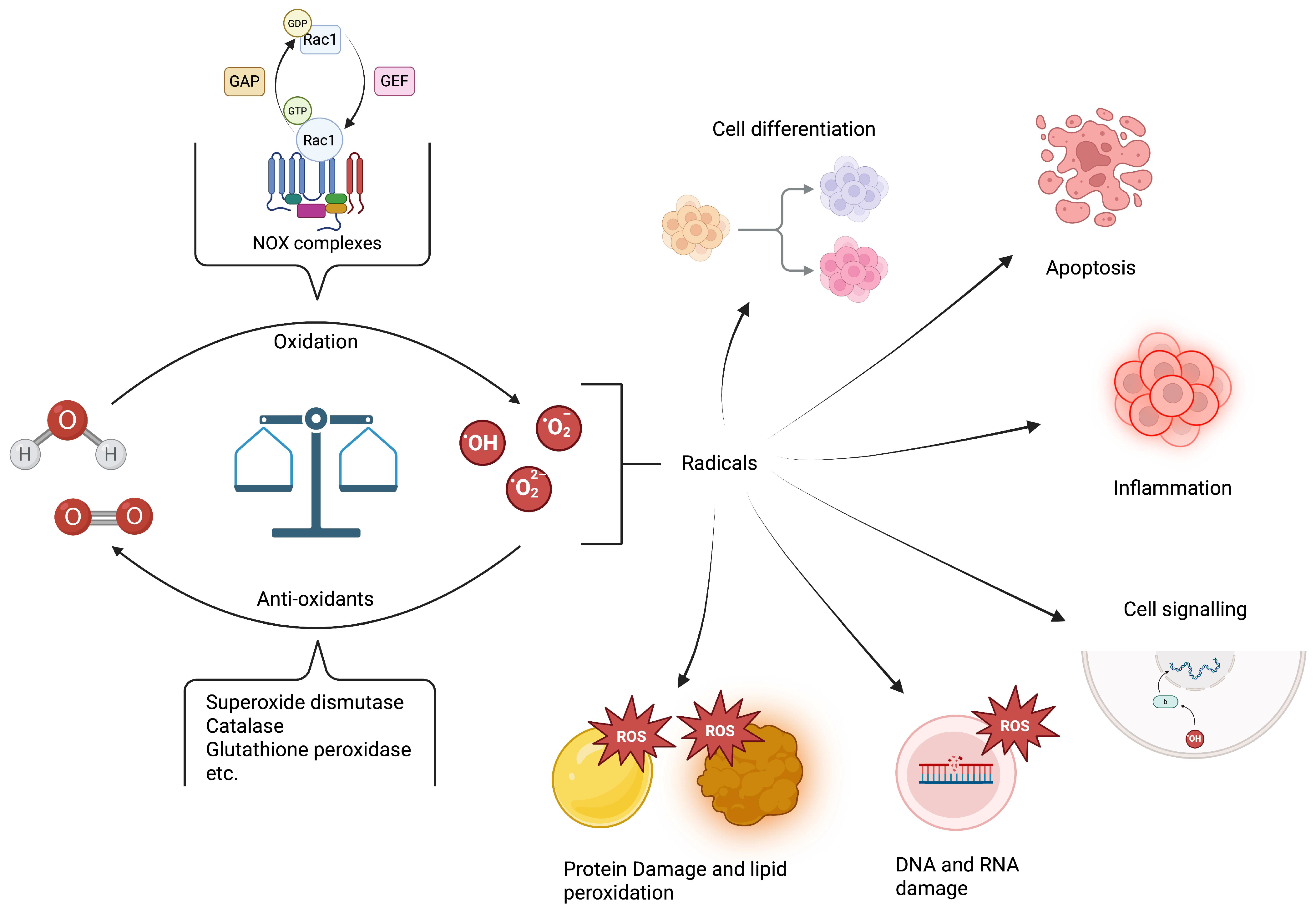 Antioxidants 14 01156 g001