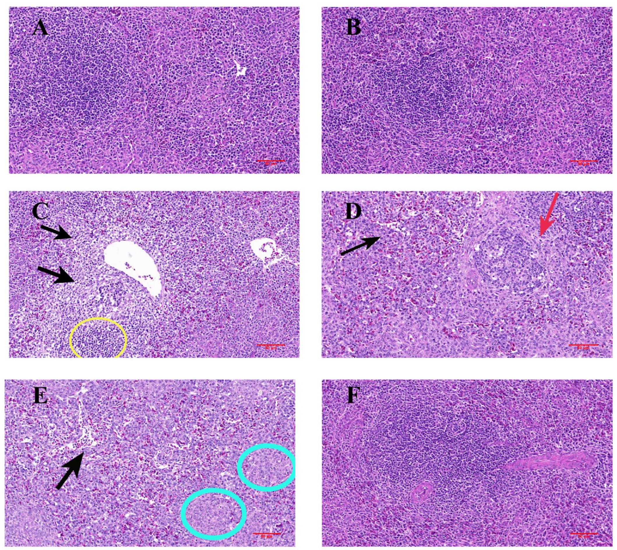 Antioxidants 14 01160 g002