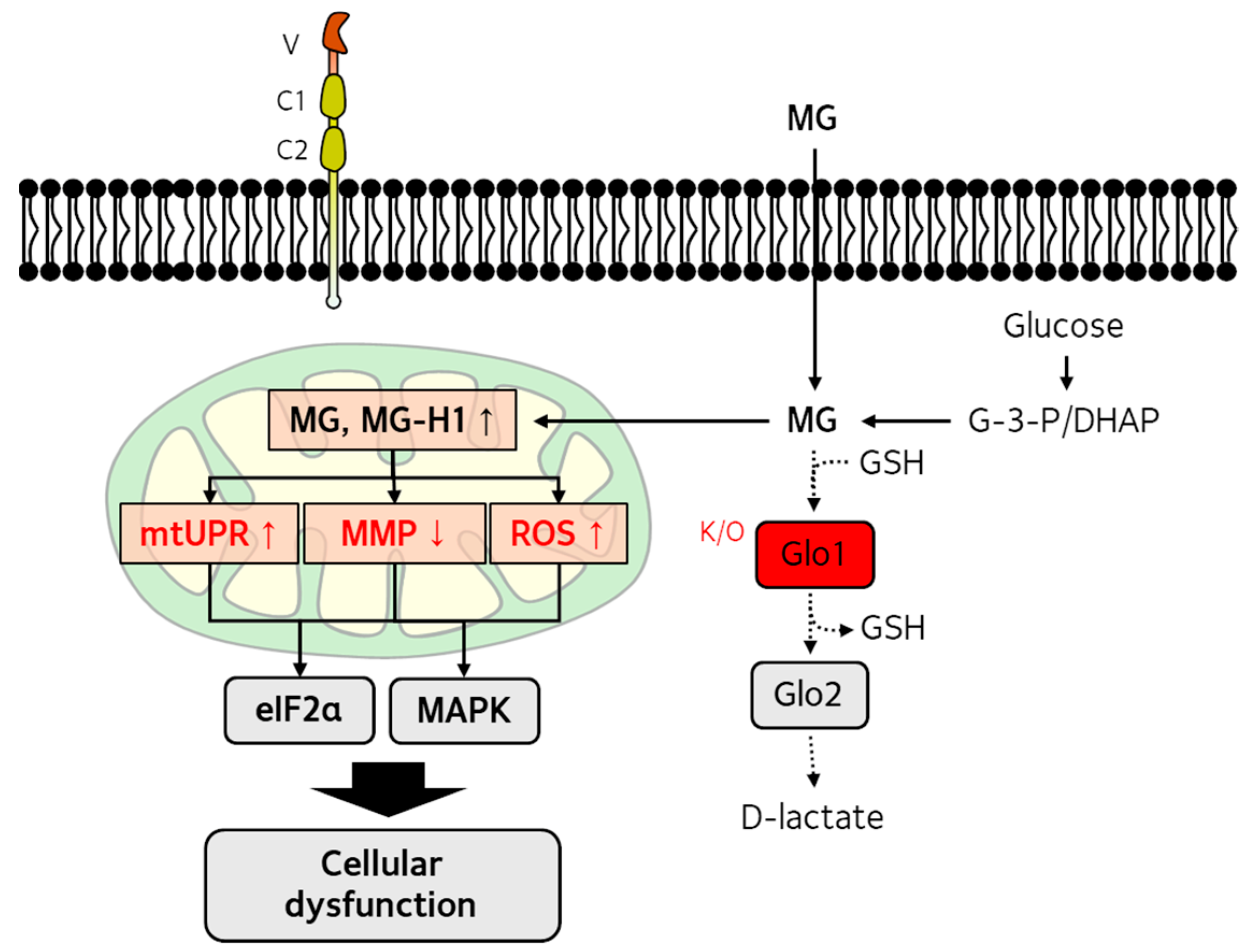 Antioxidants 14 01165 g002
