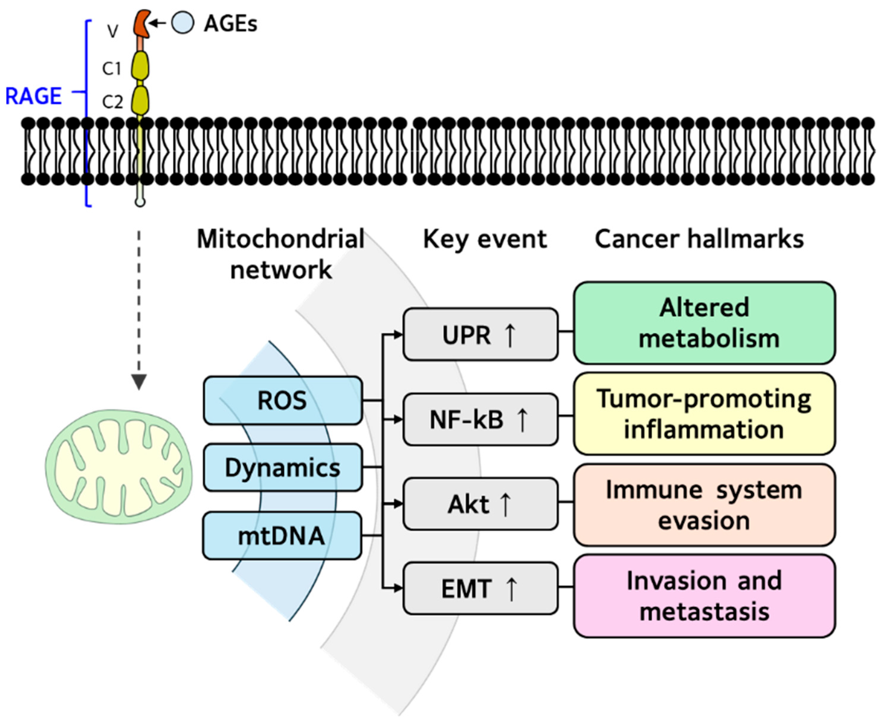 Antioxidants 14 01165 g004