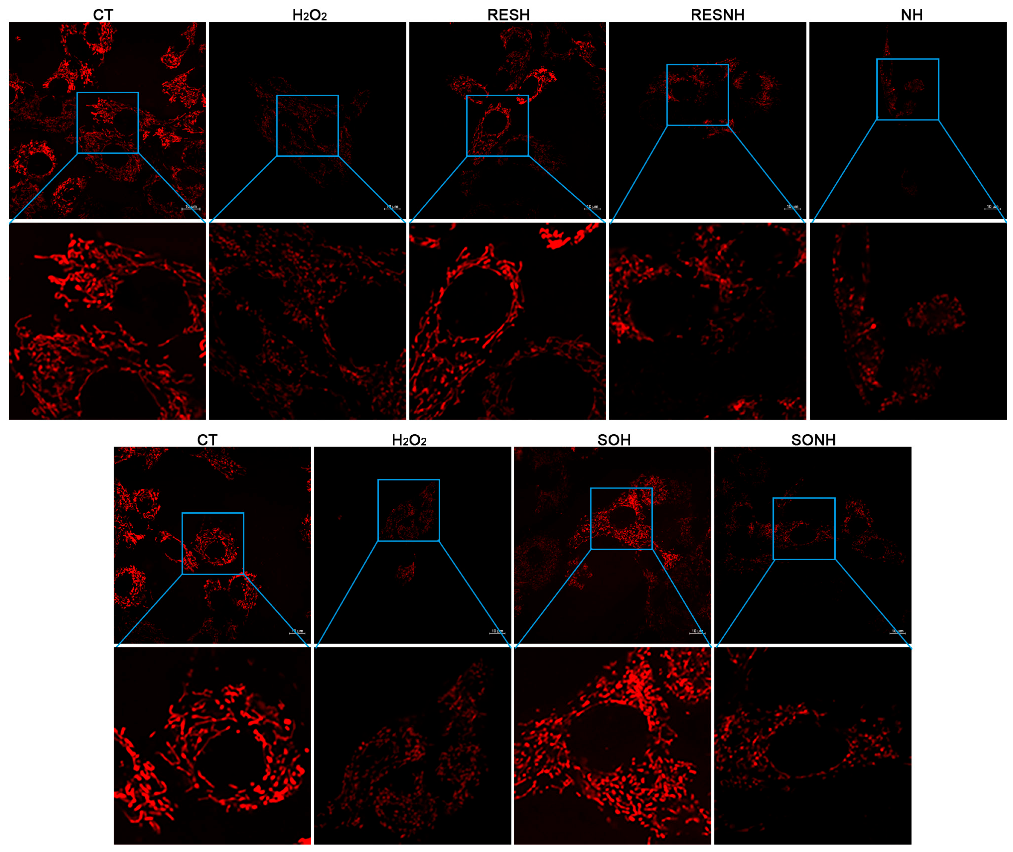 Antioxidants 14 01171 g008