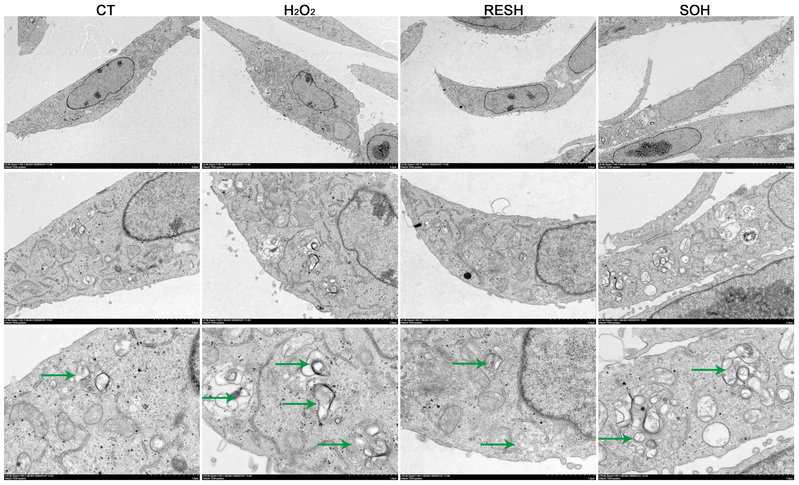 Antioxidants 14 01171 g010