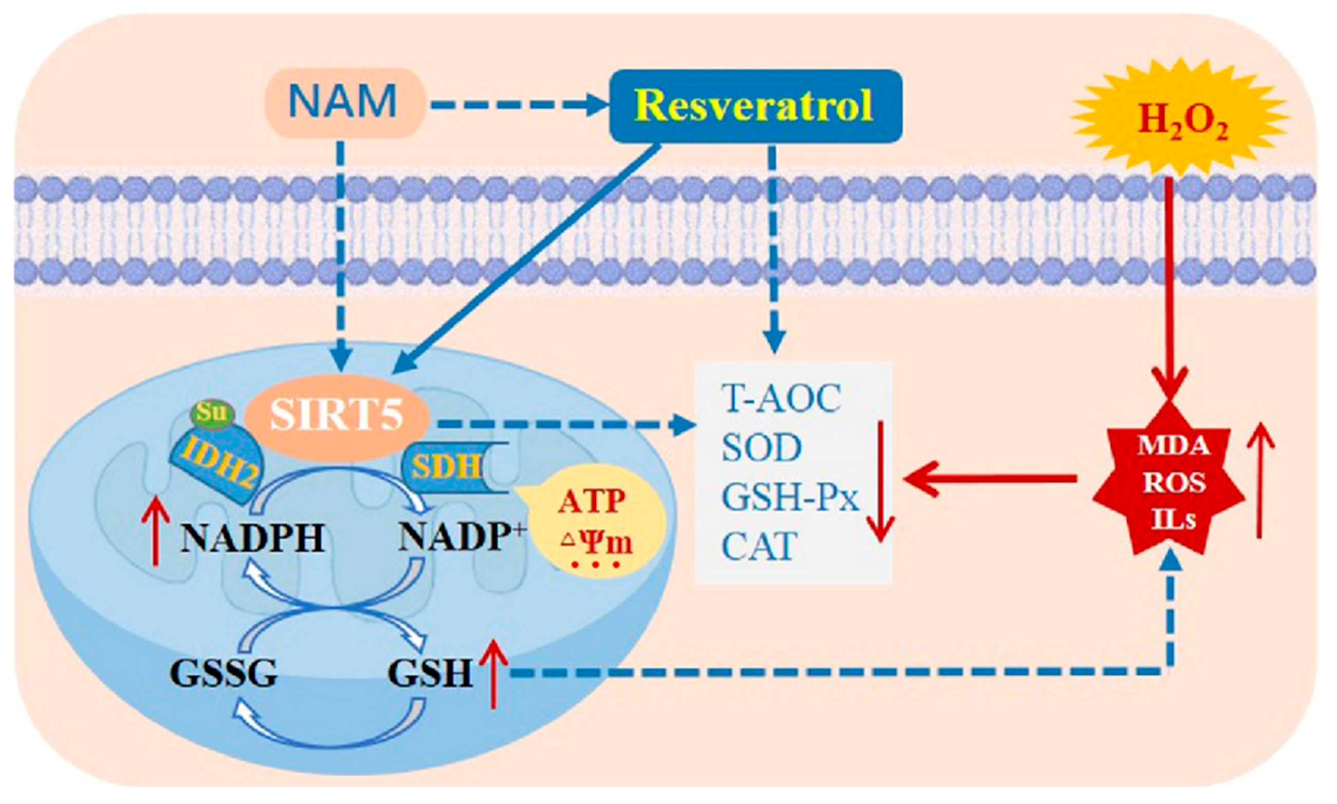 Antioxidants 14 01171 g016
