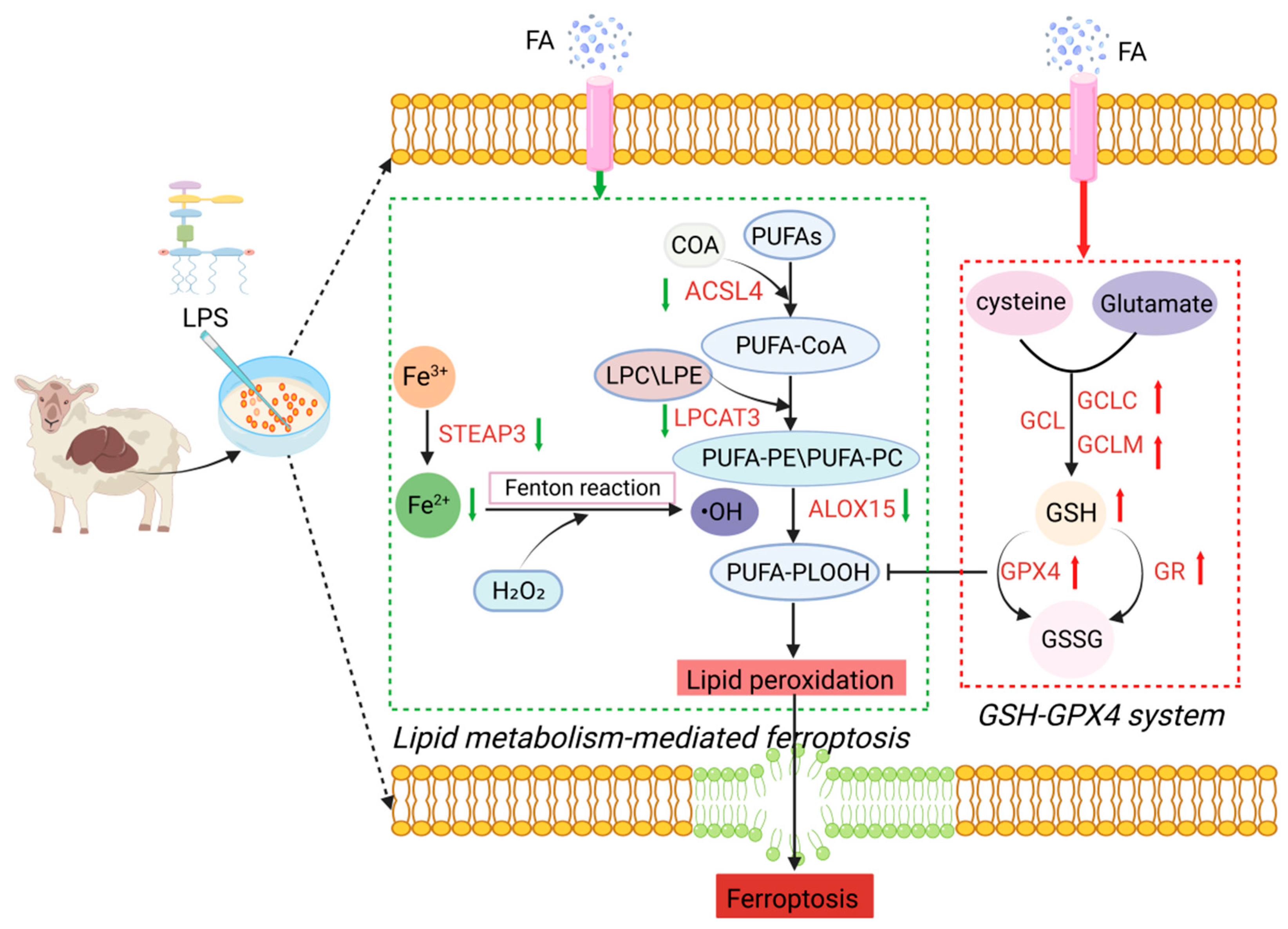 Antioxidants 14 01185 g008 Antioxidants 14 01185 g008