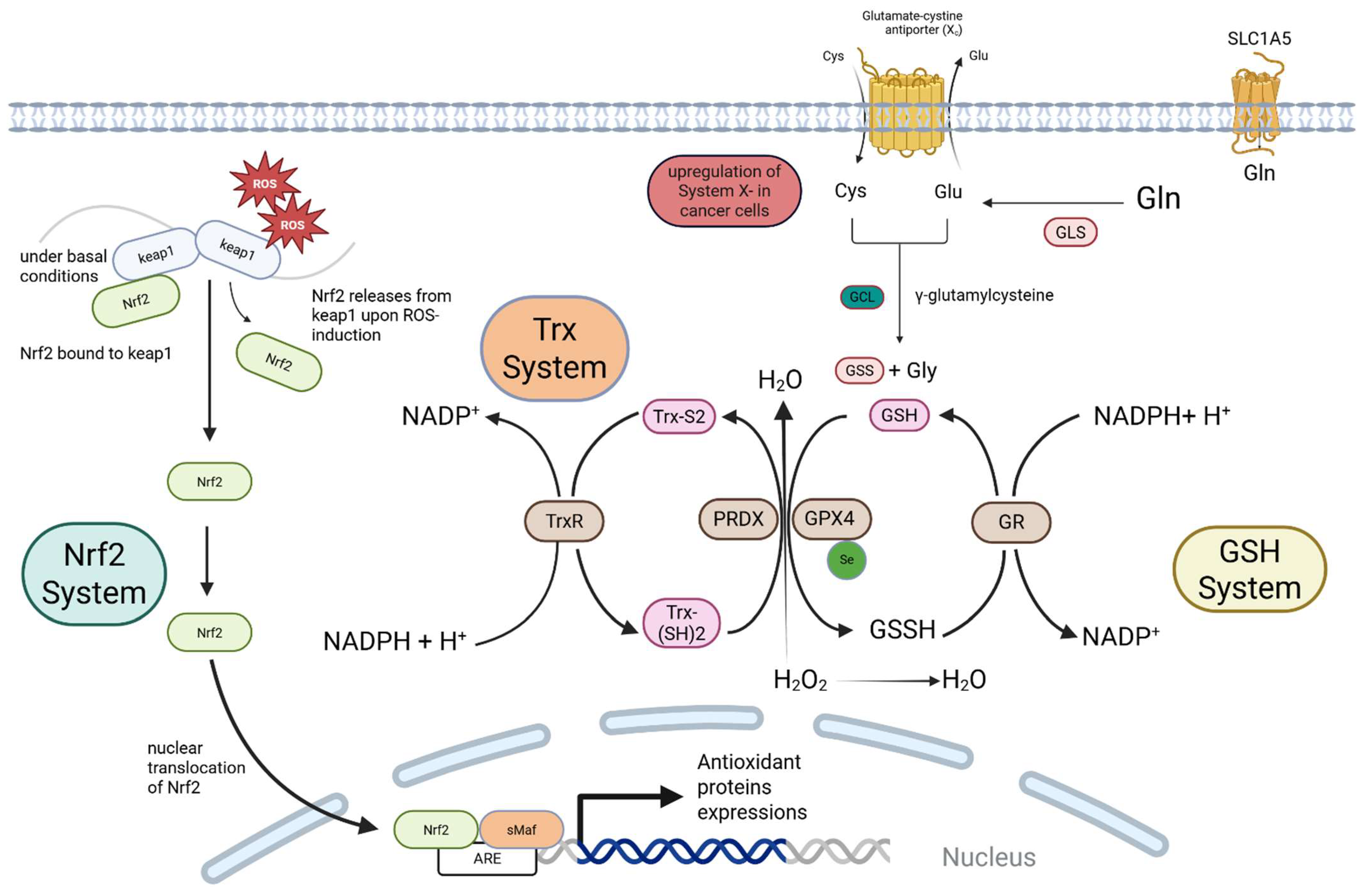 Antioxidants 14 01187 g001