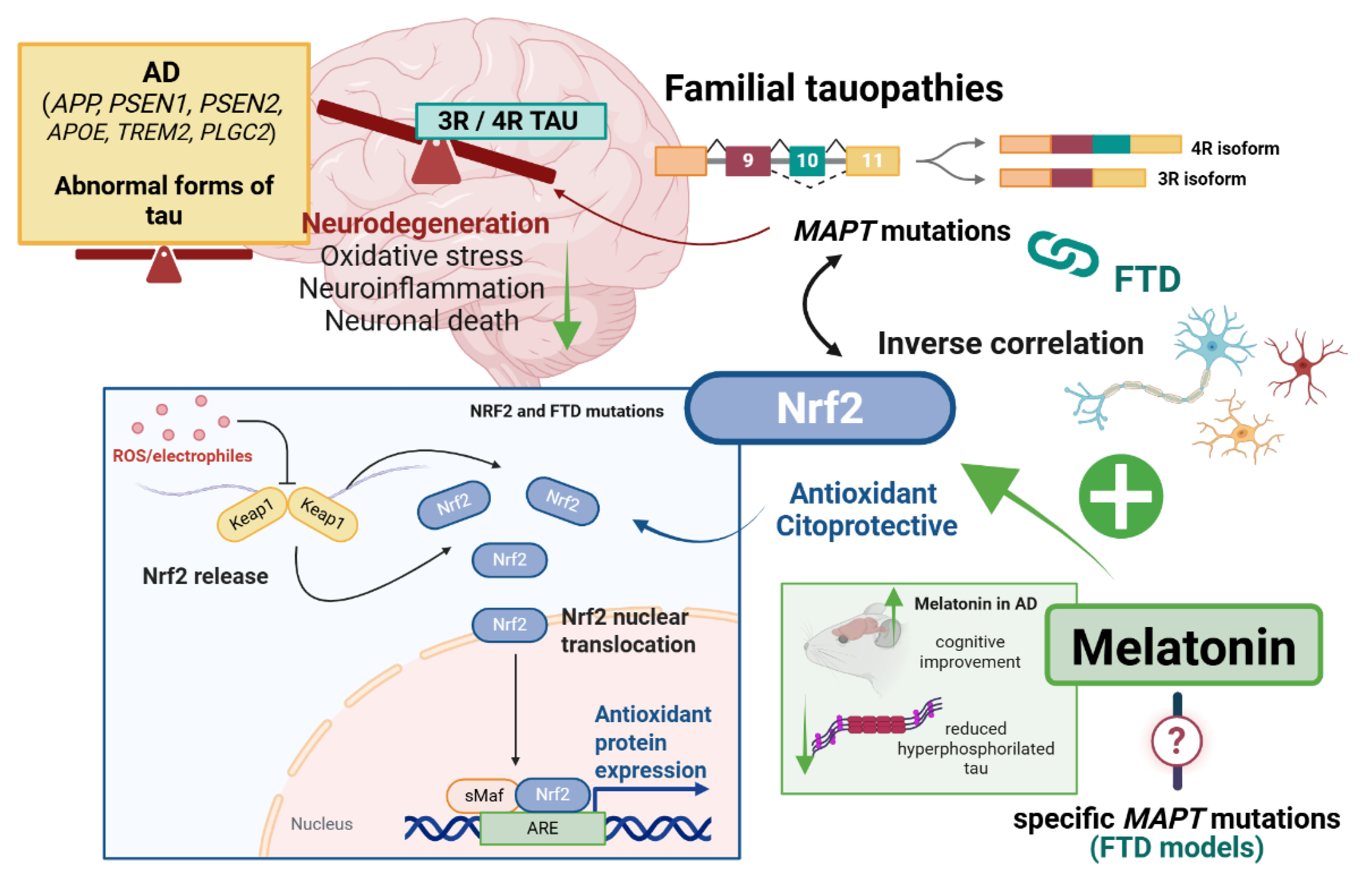 Antioxidants 14 01190 g001 Antioxidants 14 01190 g001
