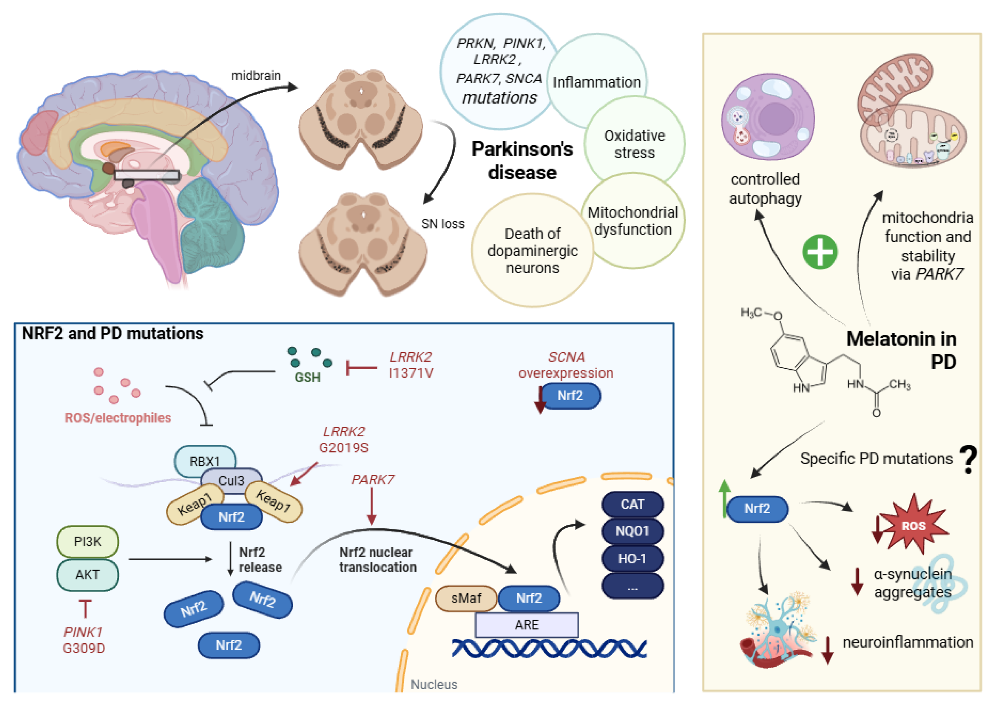 Antioxidants 14 01190 g002 Antioxidants 14 01190 g002