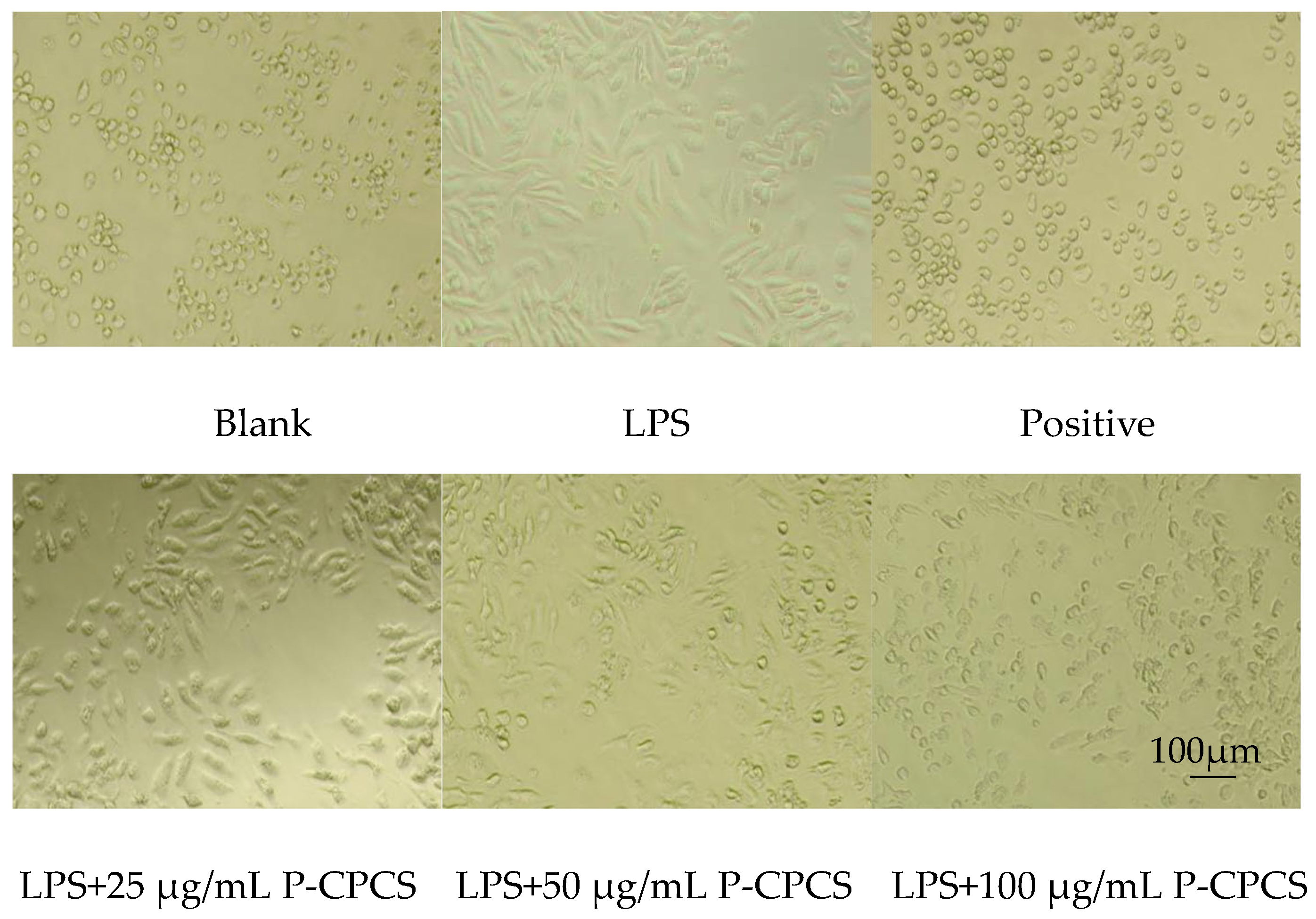 Antioxidants 14 01192 g017