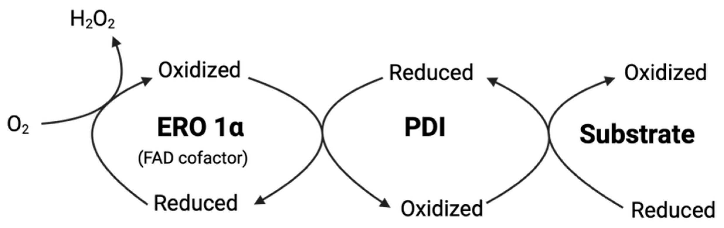 Antioxidants 14 01193 g002 Antioxidants 14 01193 g002