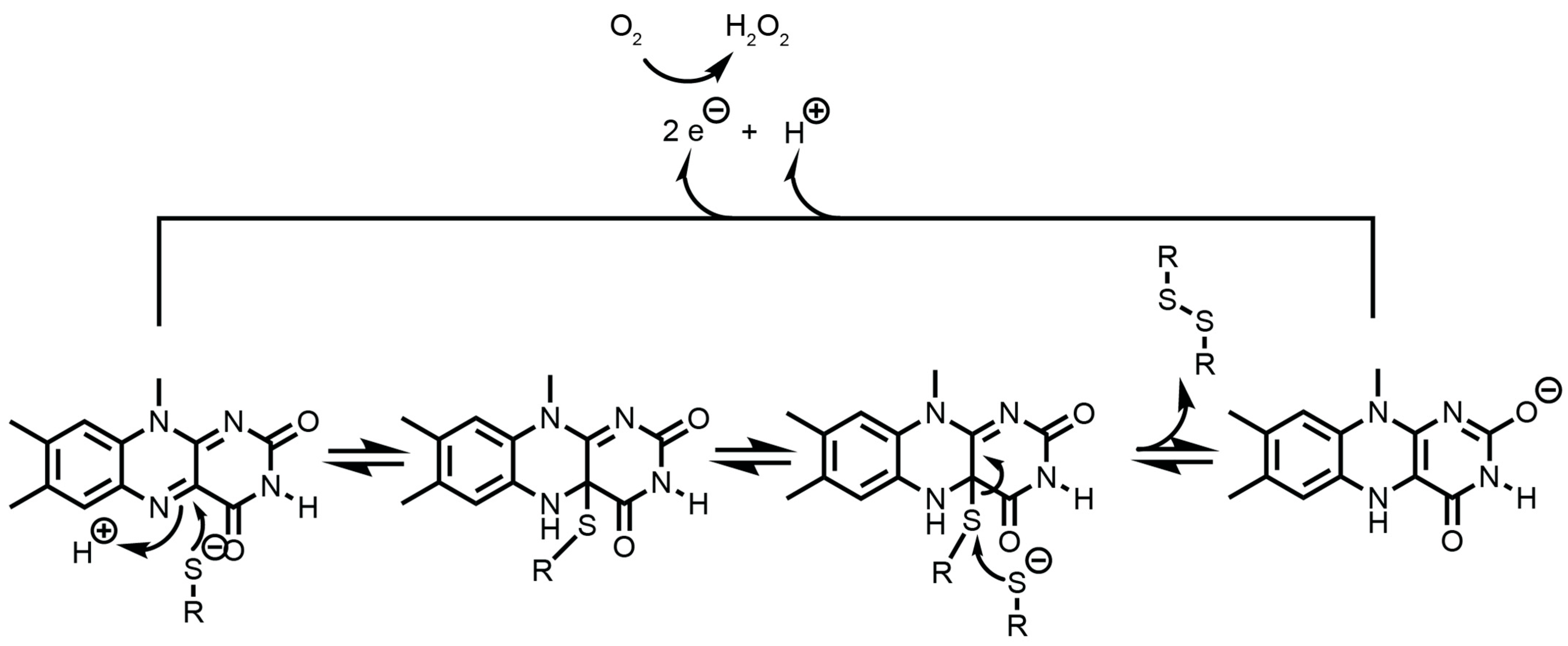 Antioxidants 14 01193 g003 Antioxidants 14 01193 g003