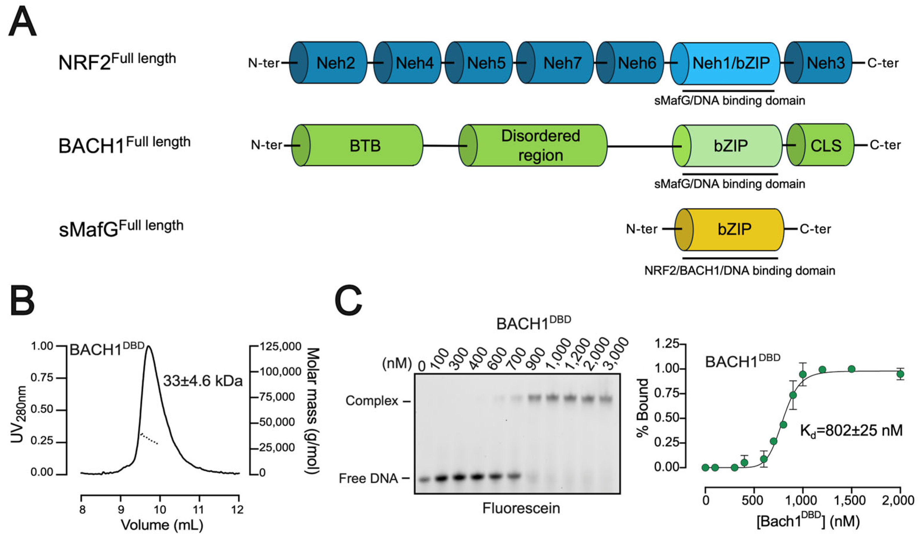 Antioxidants 14 01203 g001 Antioxidants 14 01203 g001