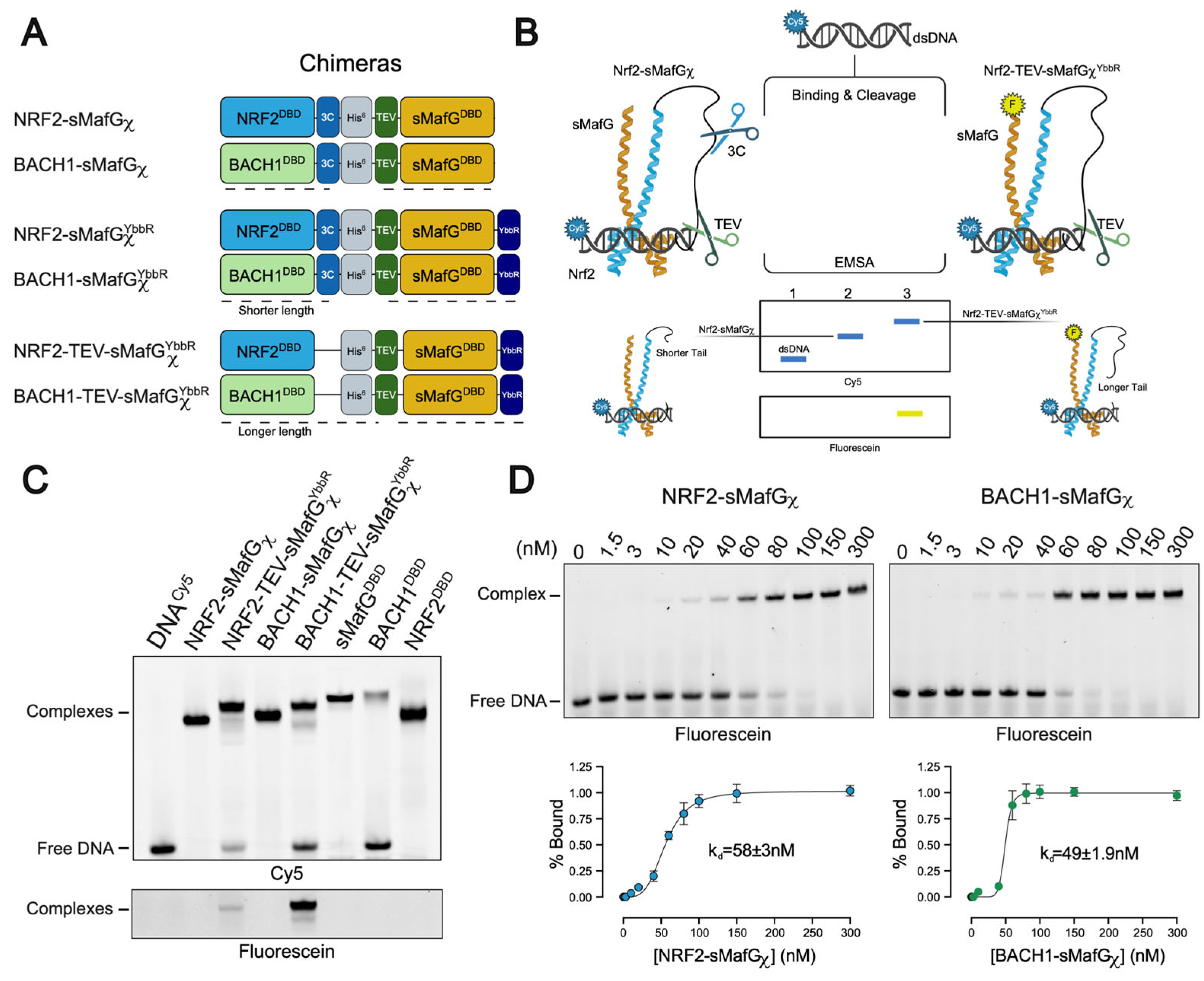 Antioxidants 14 01203 g002 Antioxidants 14 01203 g002