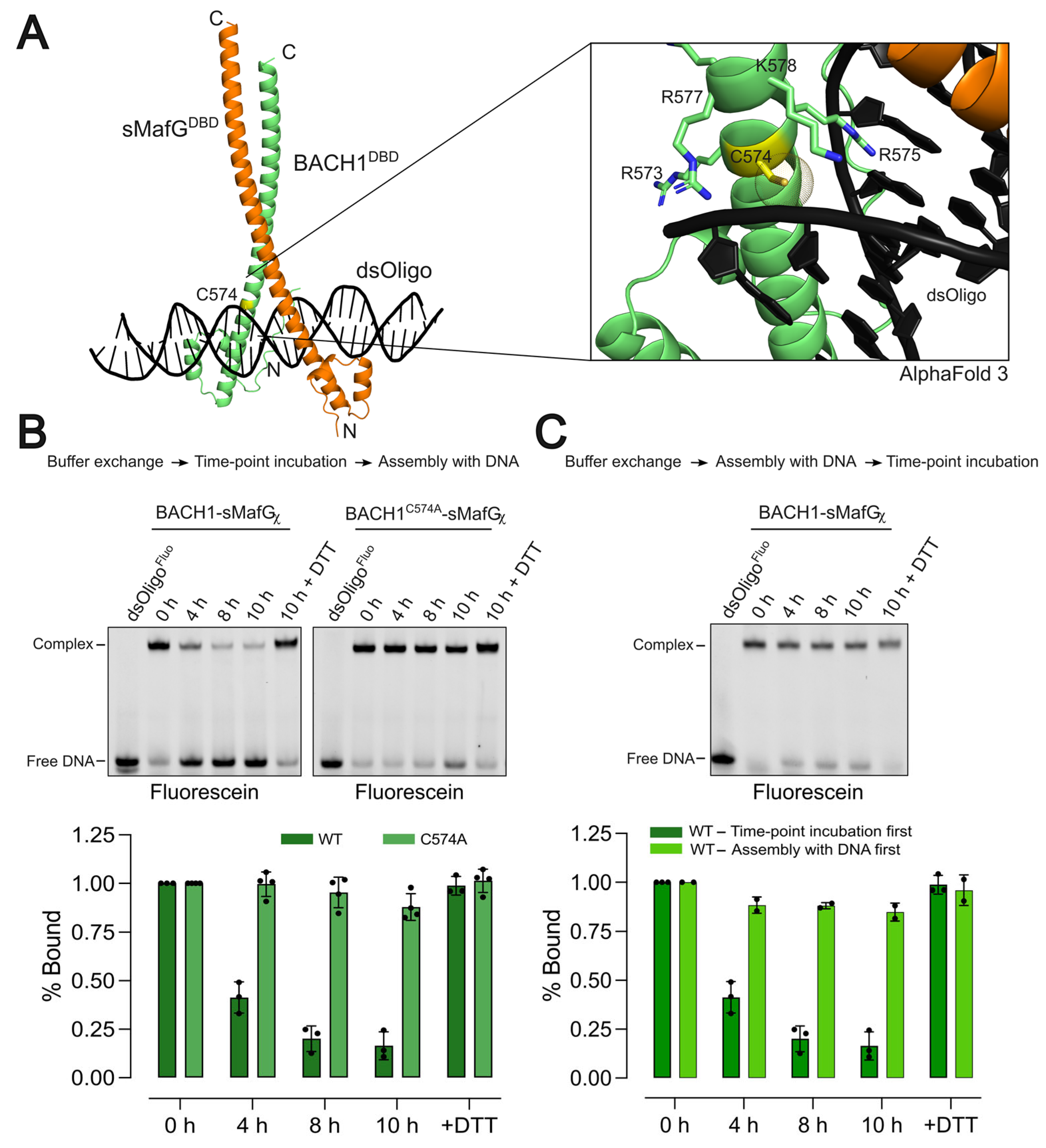 Antioxidants 14 01203 g003 Antioxidants 14 01203 g003