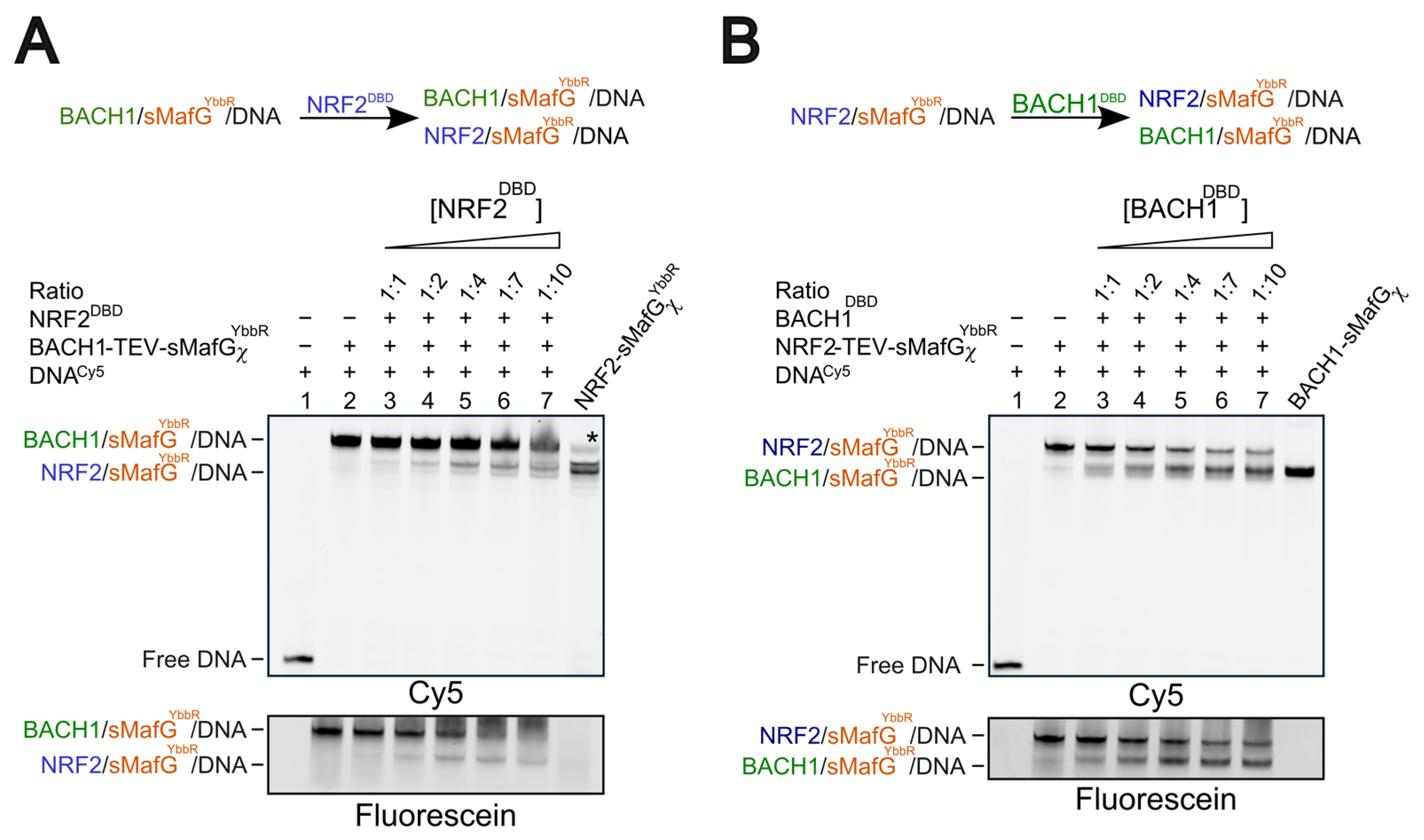 Antioxidants 14 01203 g004 Antioxidants 14 01203 g004