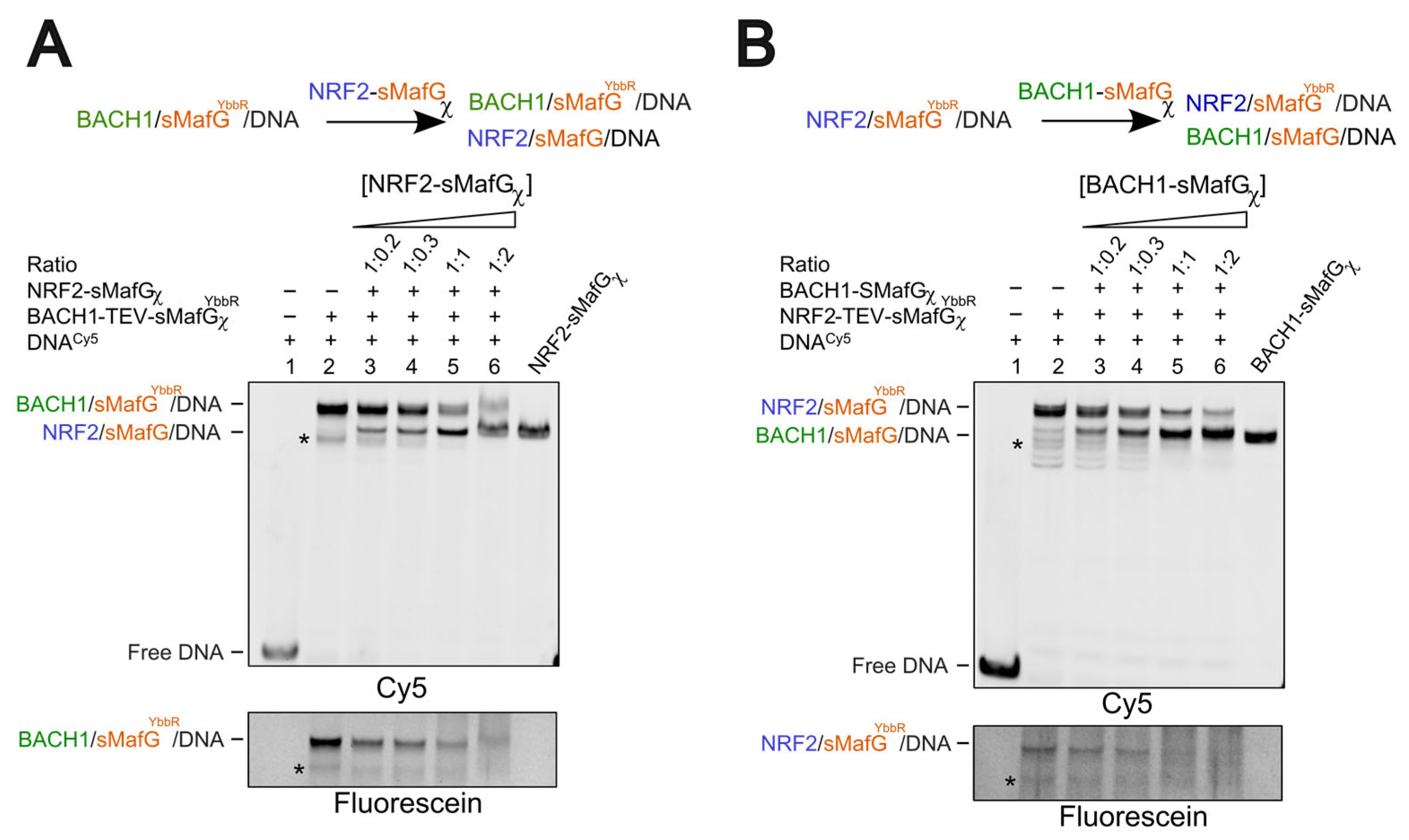 Antioxidants 14 01203 g005 Antioxidants 14 01203 g005