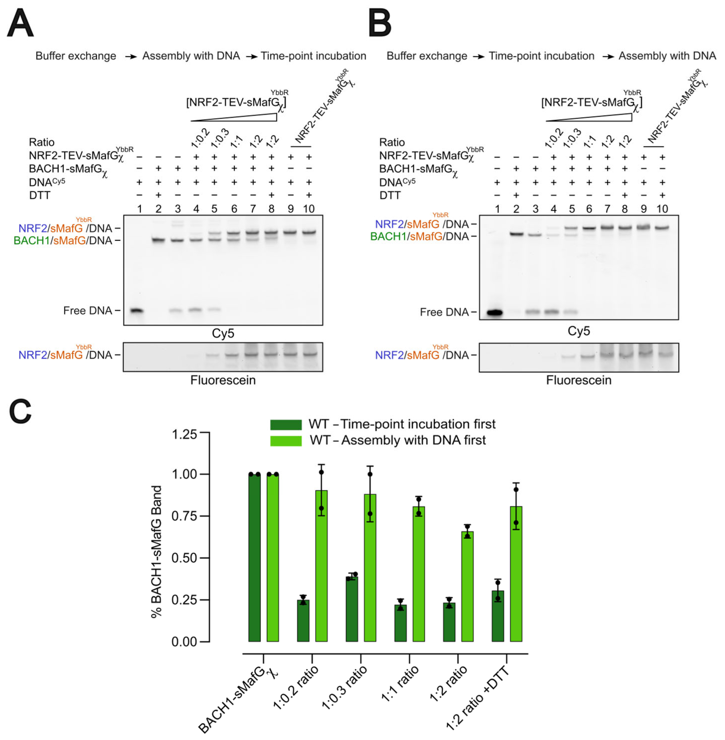 Antioxidants 14 01203 g006 Antioxidants 14 01203 g006
