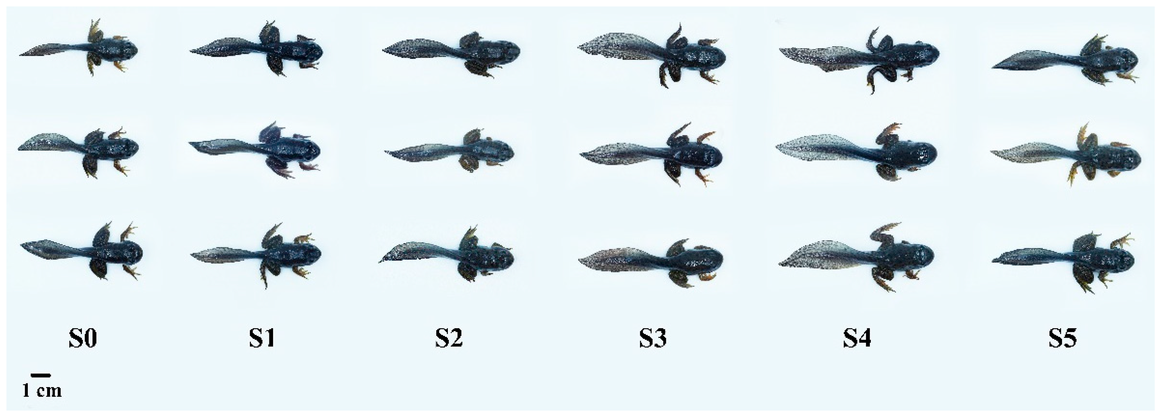 Antioxidants 14 01208 g001