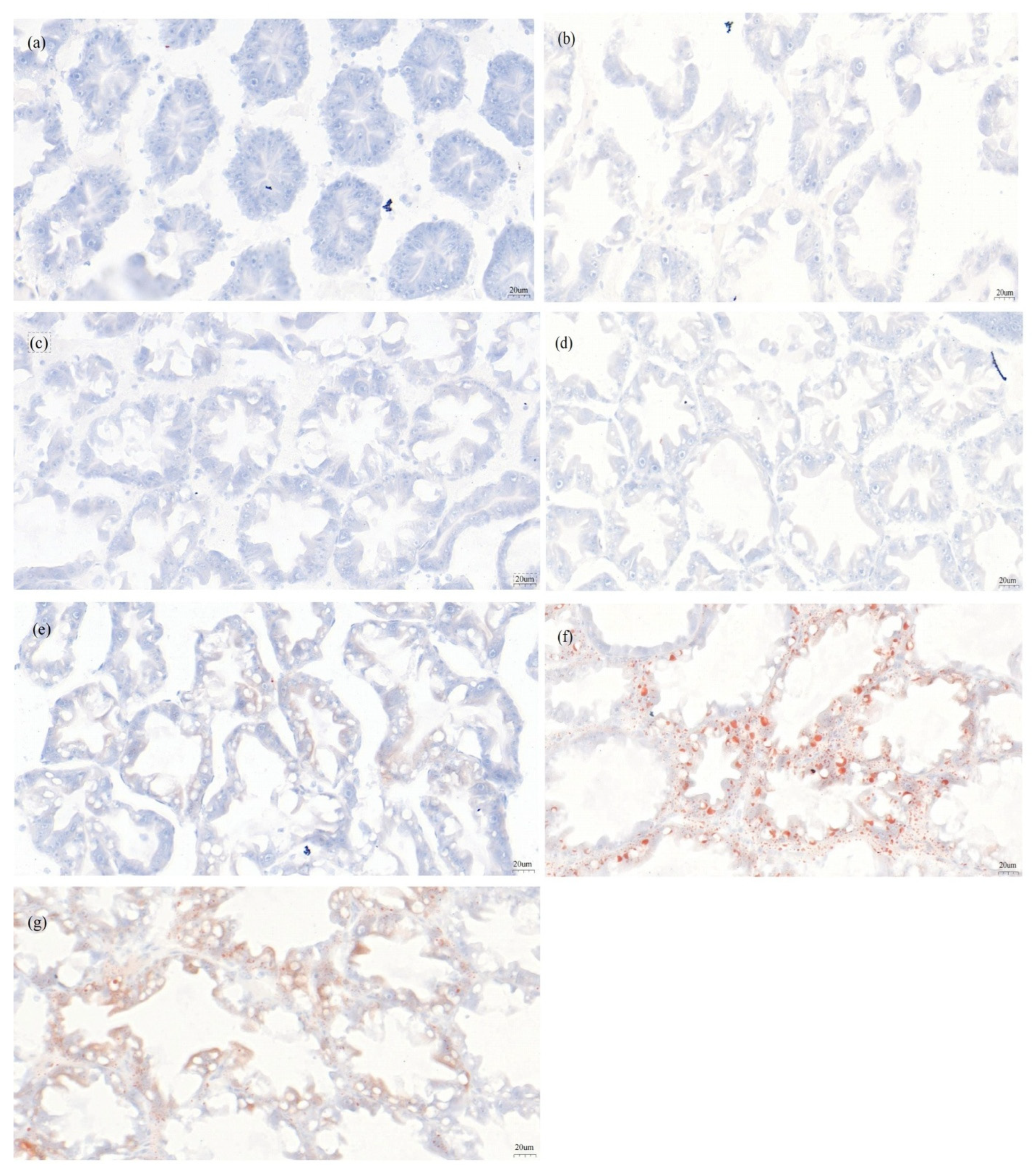 Antioxidants 14 01209 g009 Antioxidants 14 01209 g009