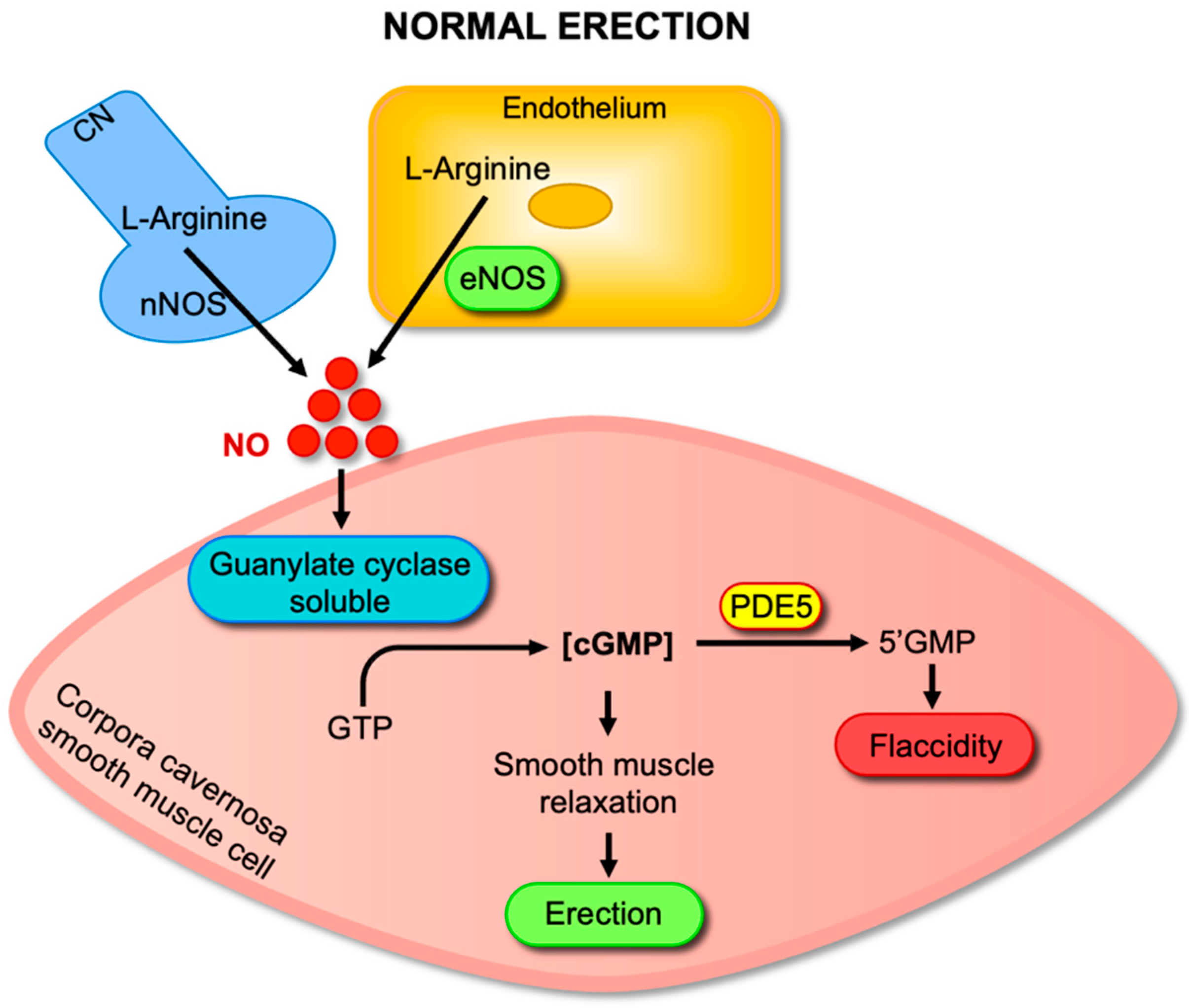 Antioxidants 14 01213 g001