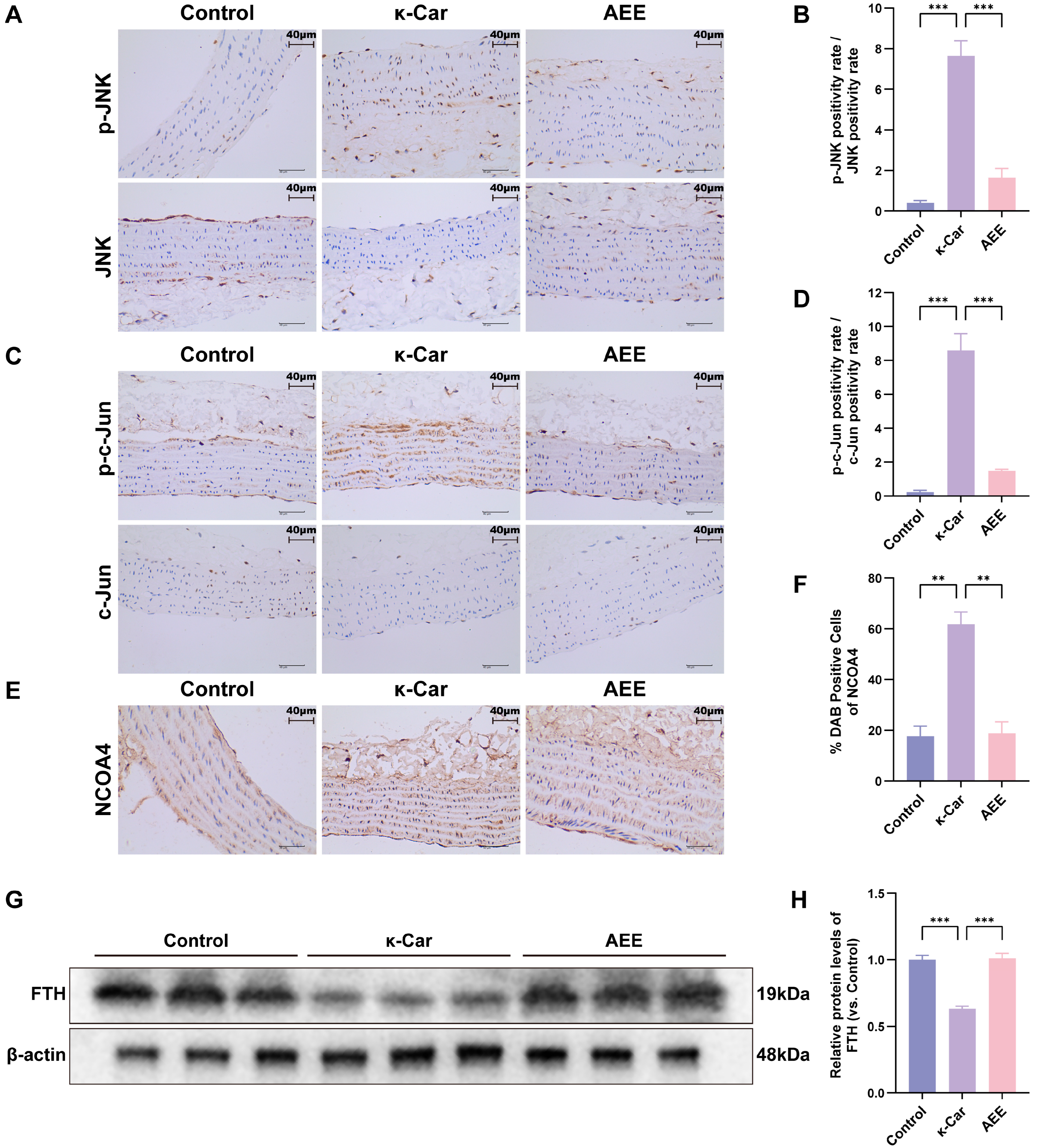 Antioxidants 14 01220 g010