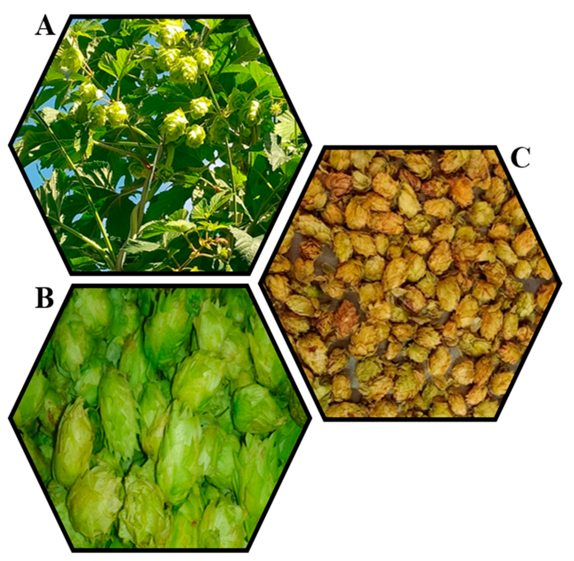 Antioxidants 14 01224 g001 Antioxidants 14 01224 g001