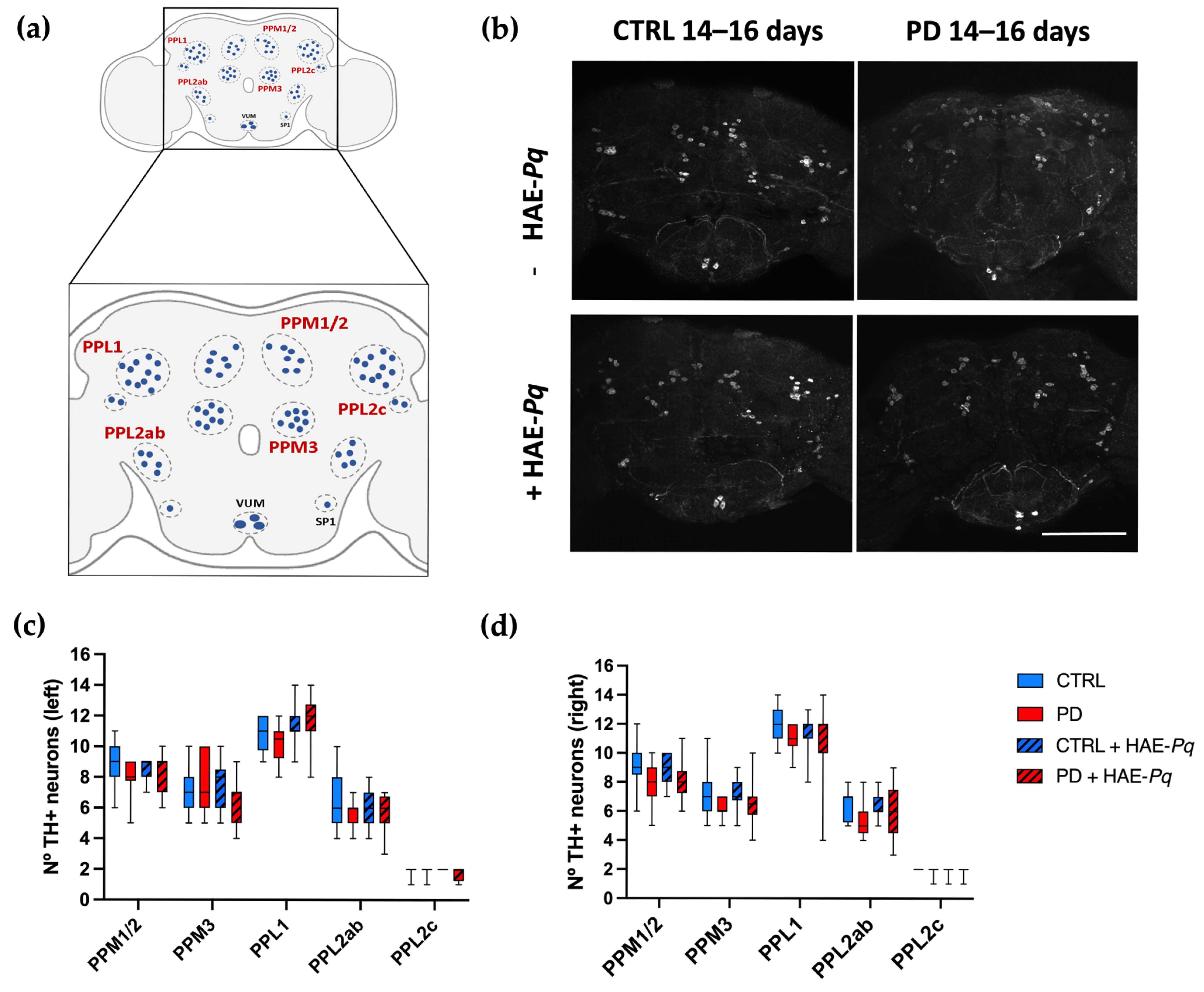 Antioxidants 14 01226 g010