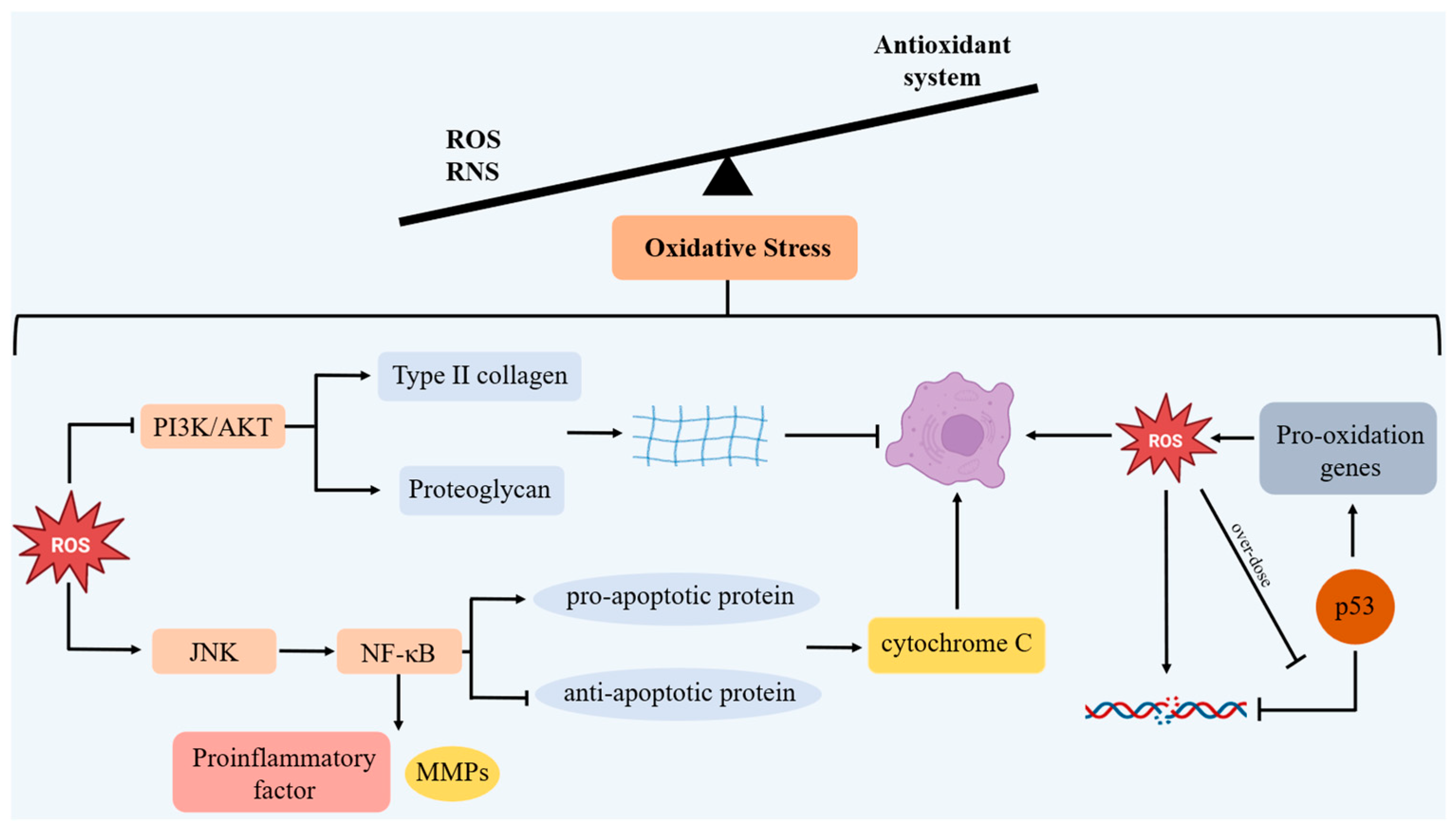 Antioxidants 14 01228 g002