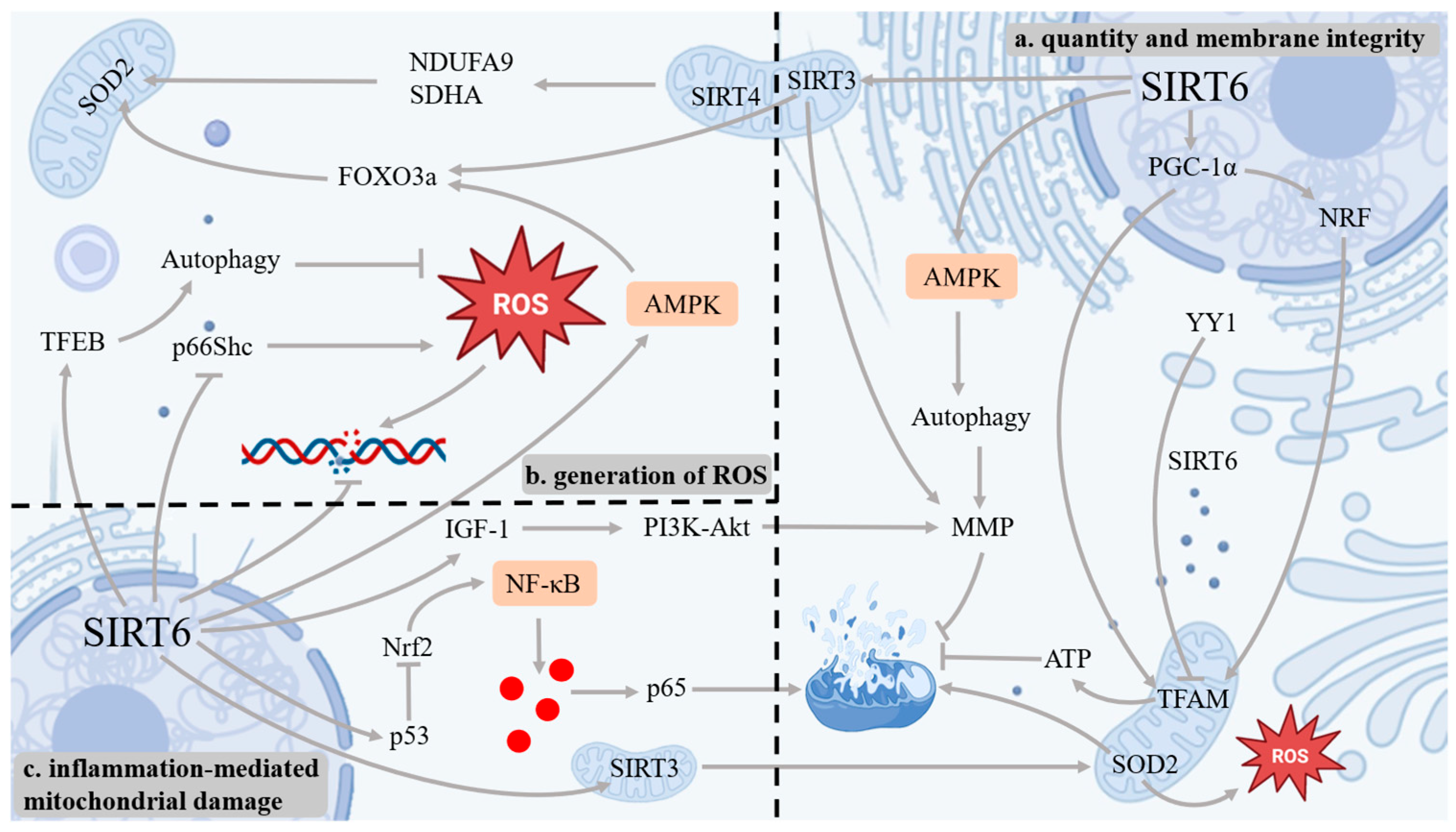 Antioxidants 14 01228 g004