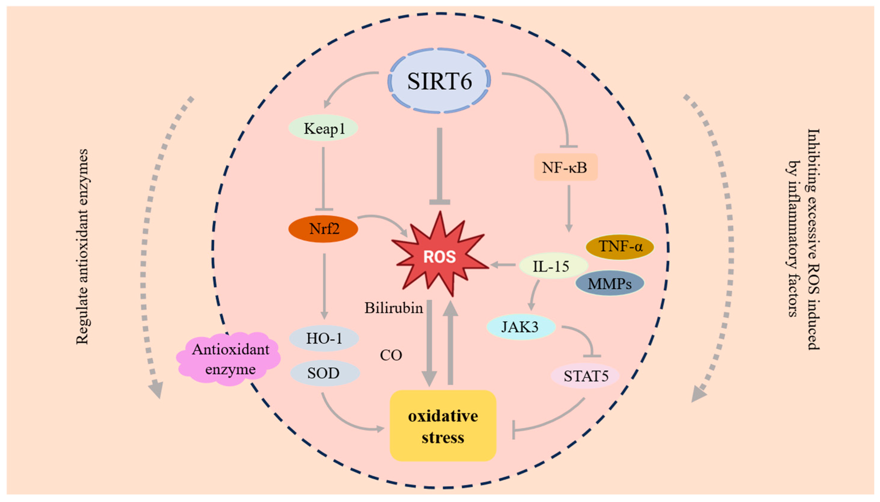 Antioxidants 14 01228 g005