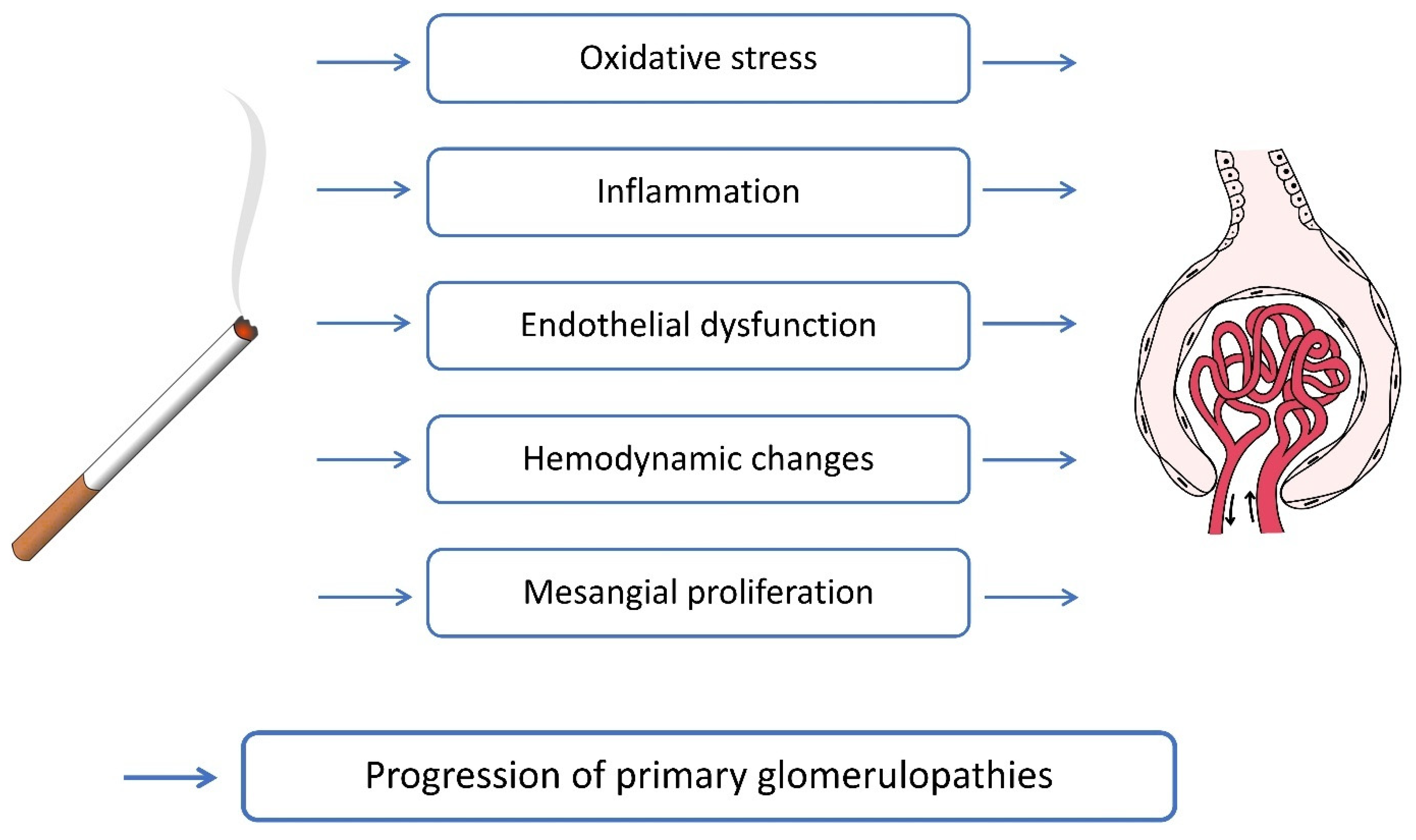 Antioxidants 14 01233 g004