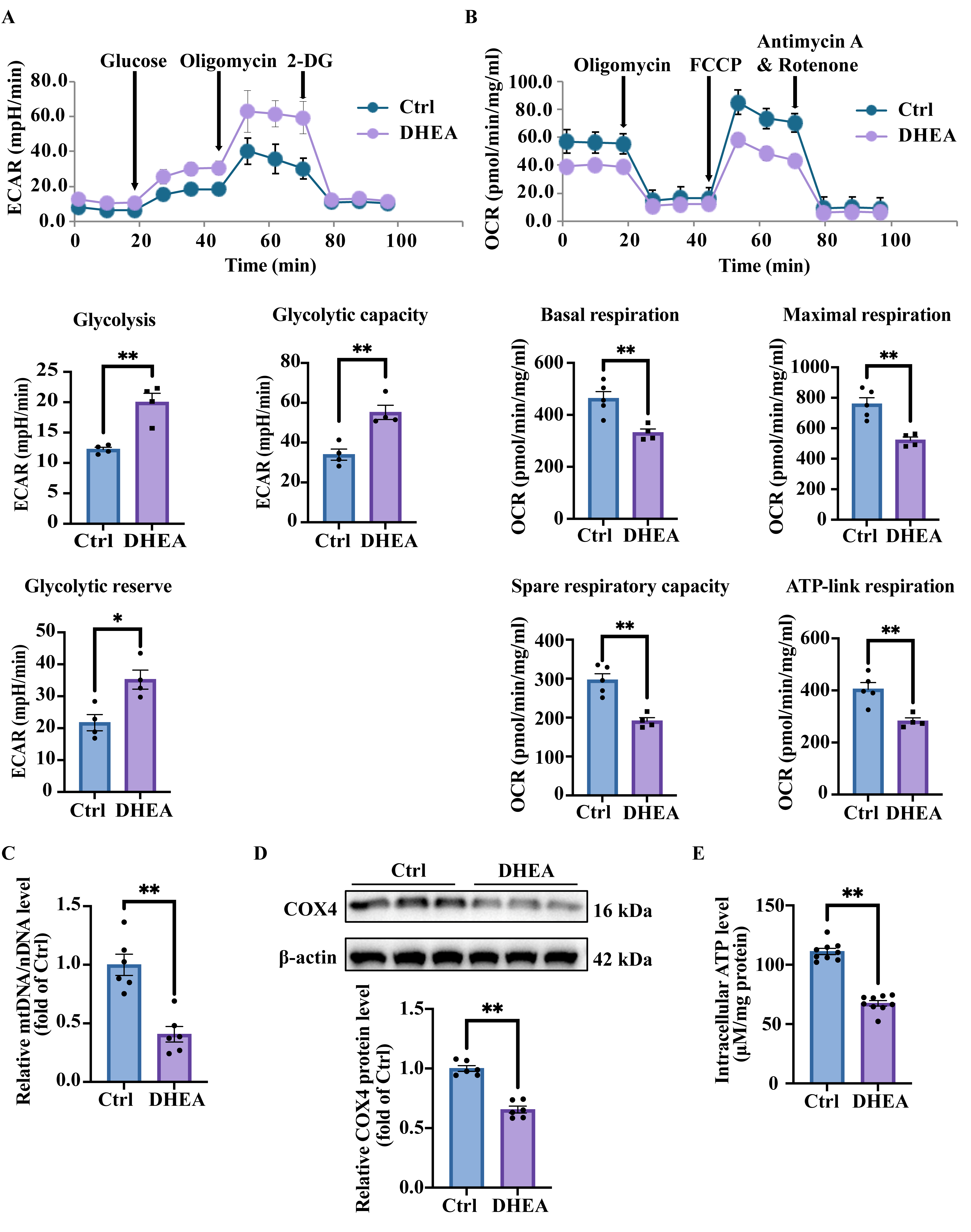 Antioxidants 14 01235 g003 Antioxidants 14 01235 g003