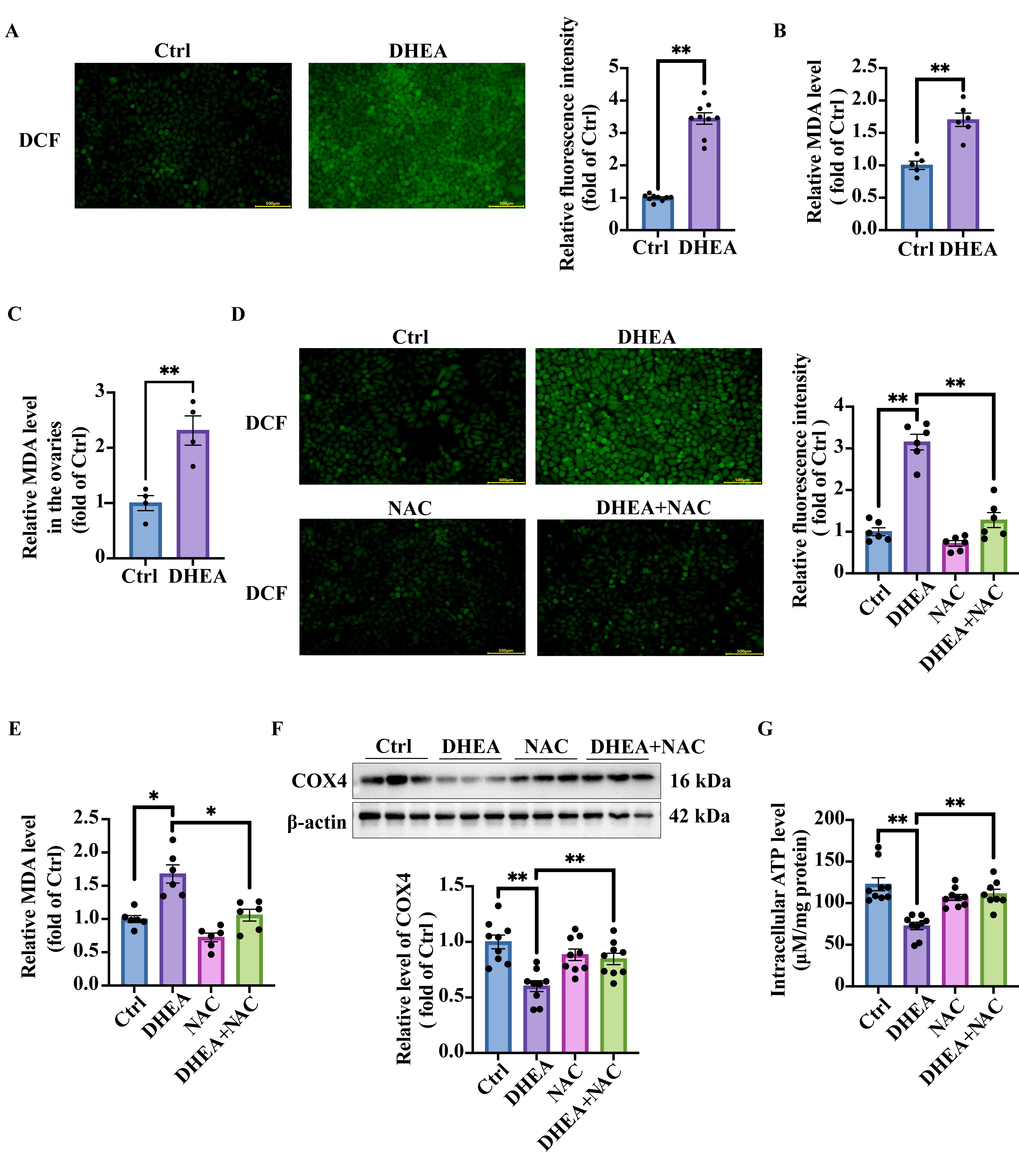 Antioxidants 14 01235 g004 Antioxidants 14 01235 g004