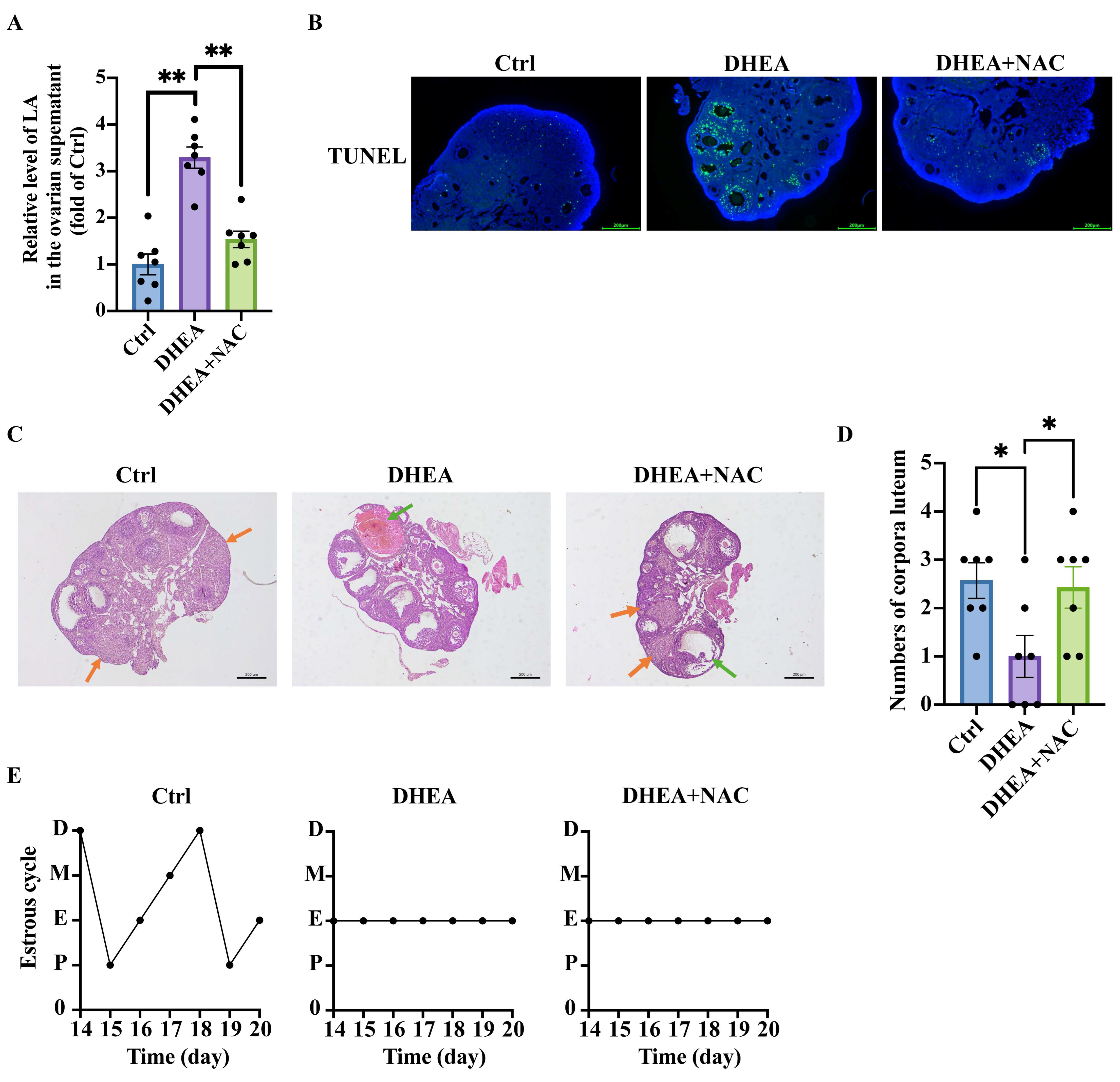 Antioxidants 14 01235 g006 Antioxidants 14 01235 g006