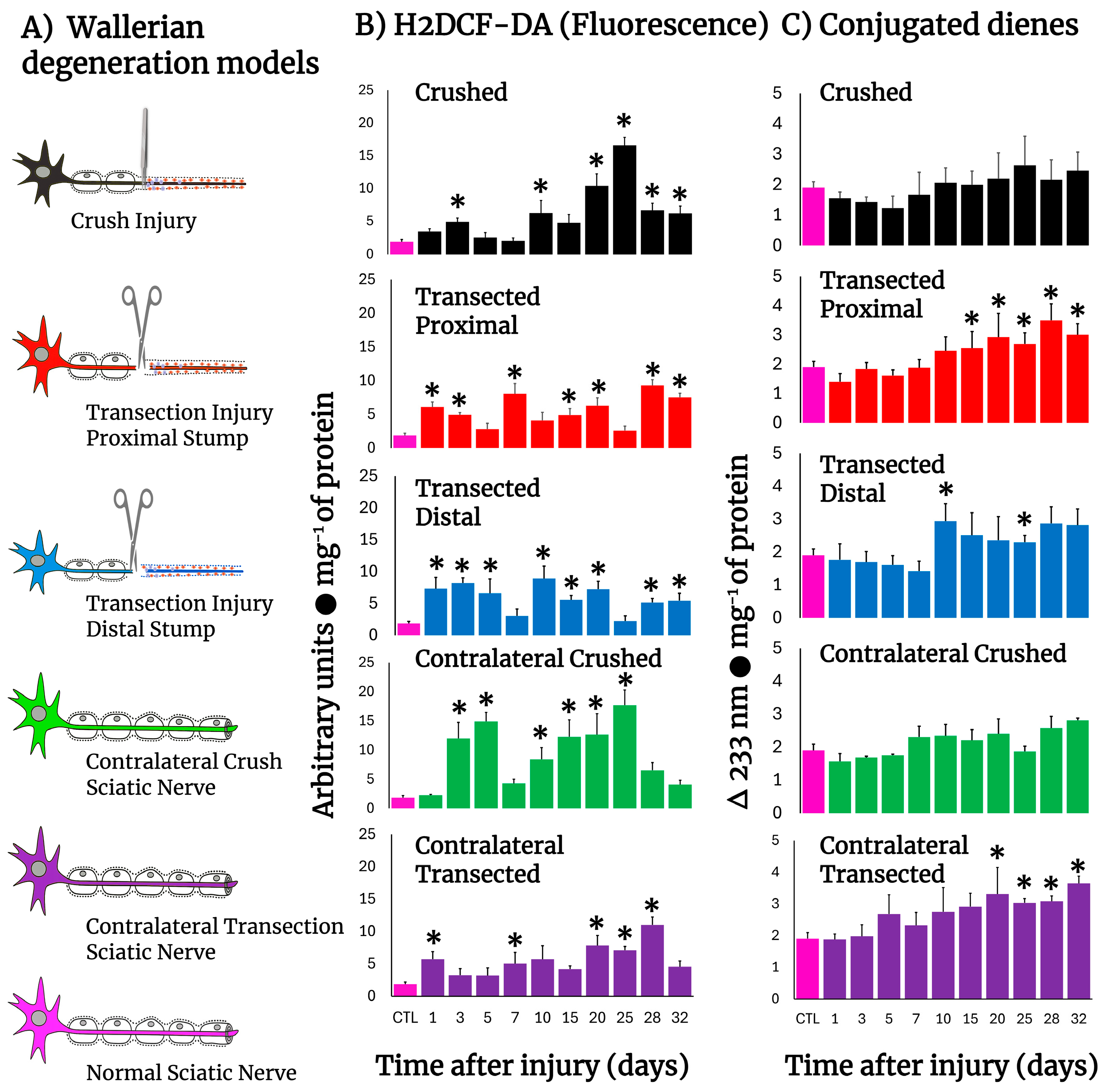 Antioxidants 14 01236 g001