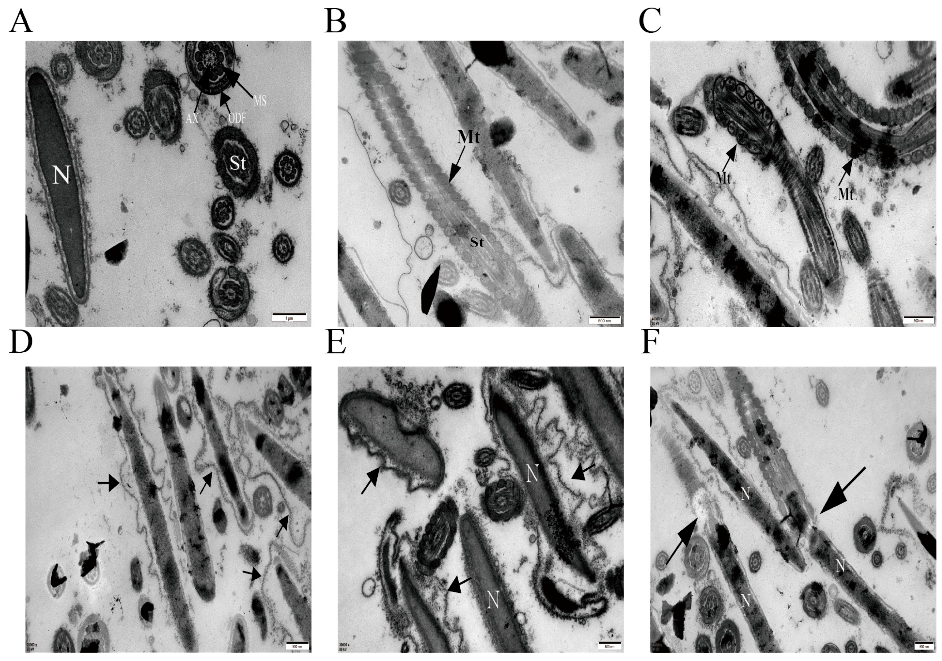 Antioxidants 14 01242 g009 Antioxidants 14 01242 g009