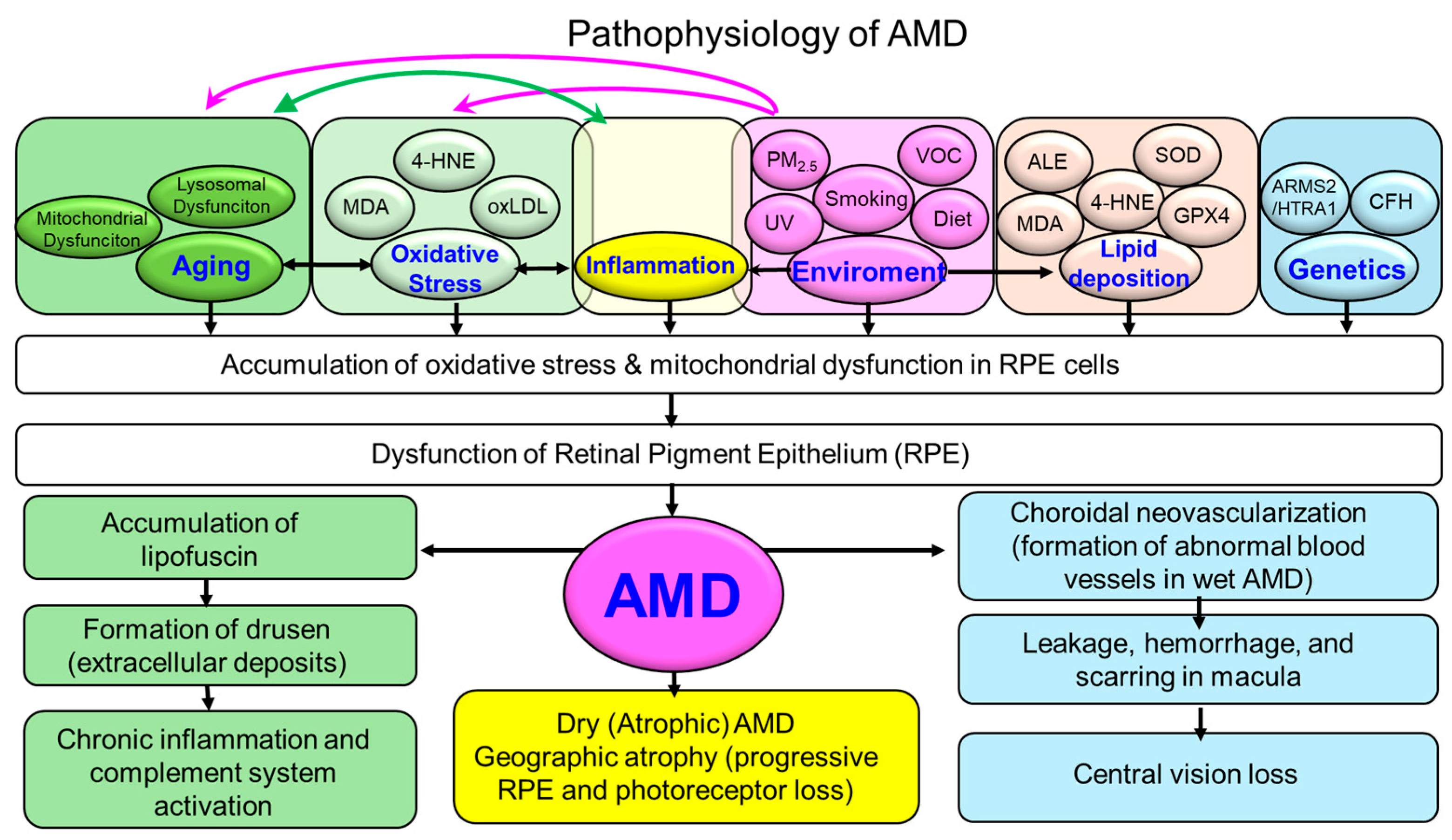 Antioxidants 14 01251 g001