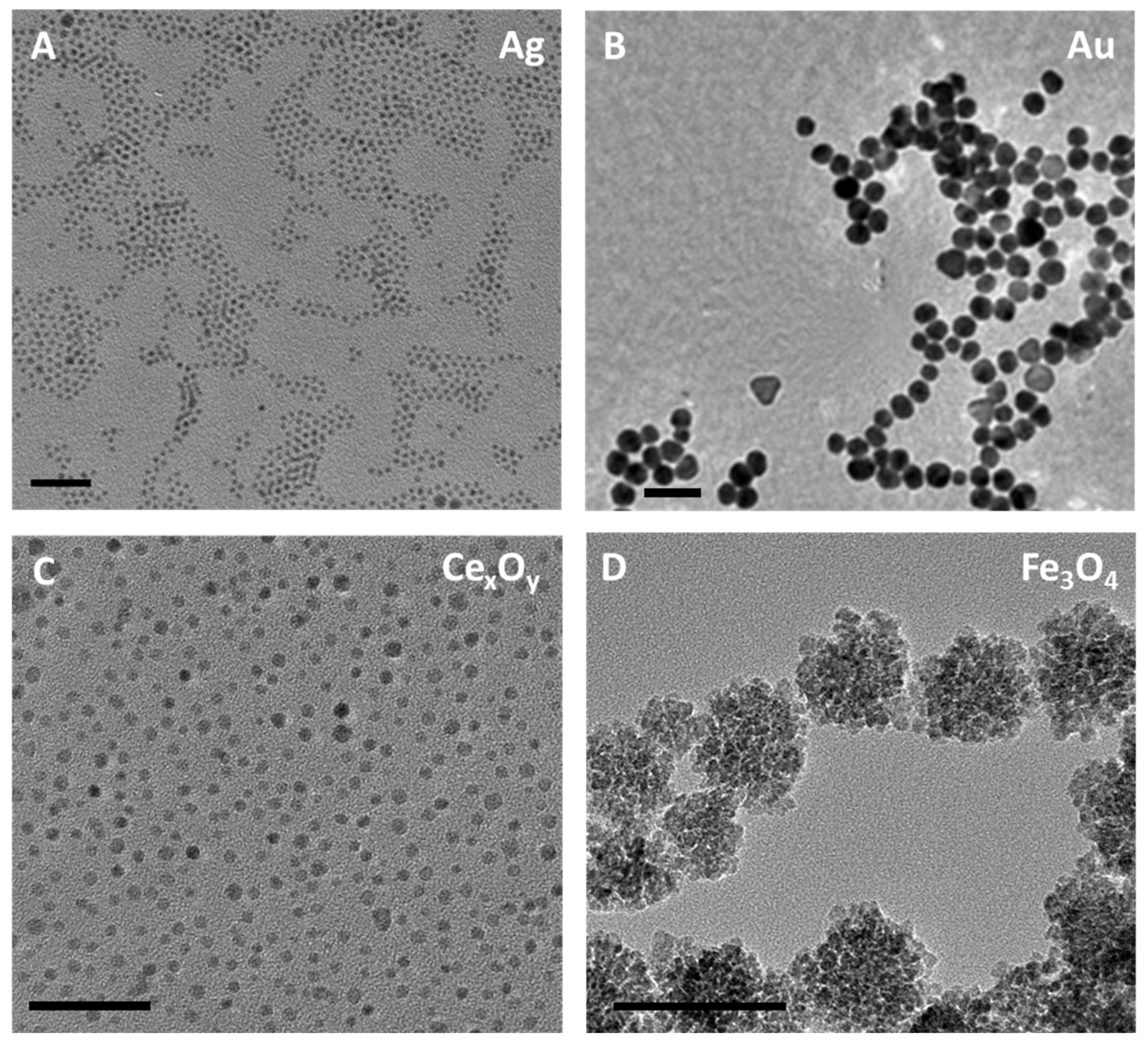 Antioxidants 14 01254 g001