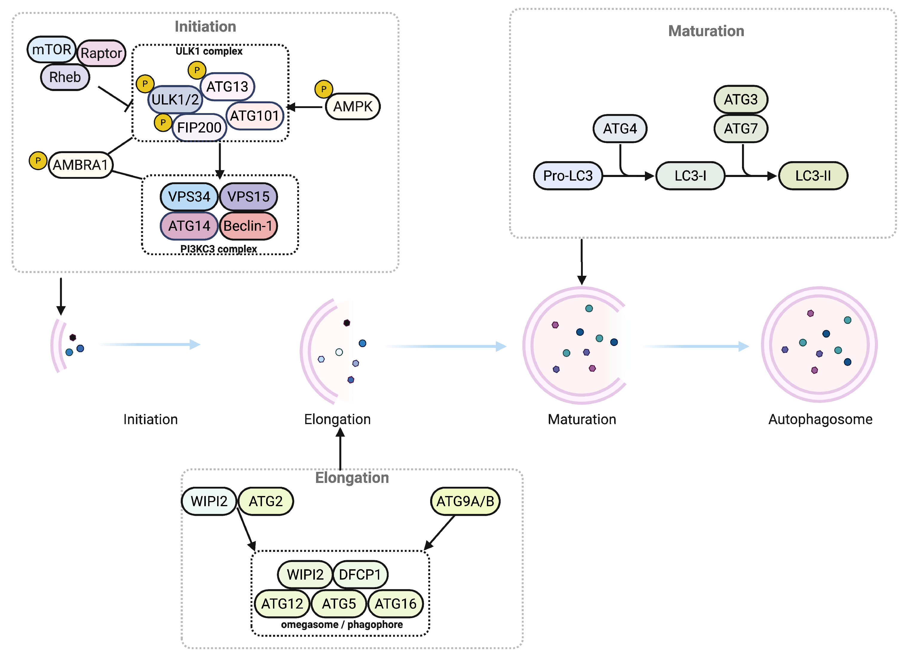 Antioxidants 14 01263 g001