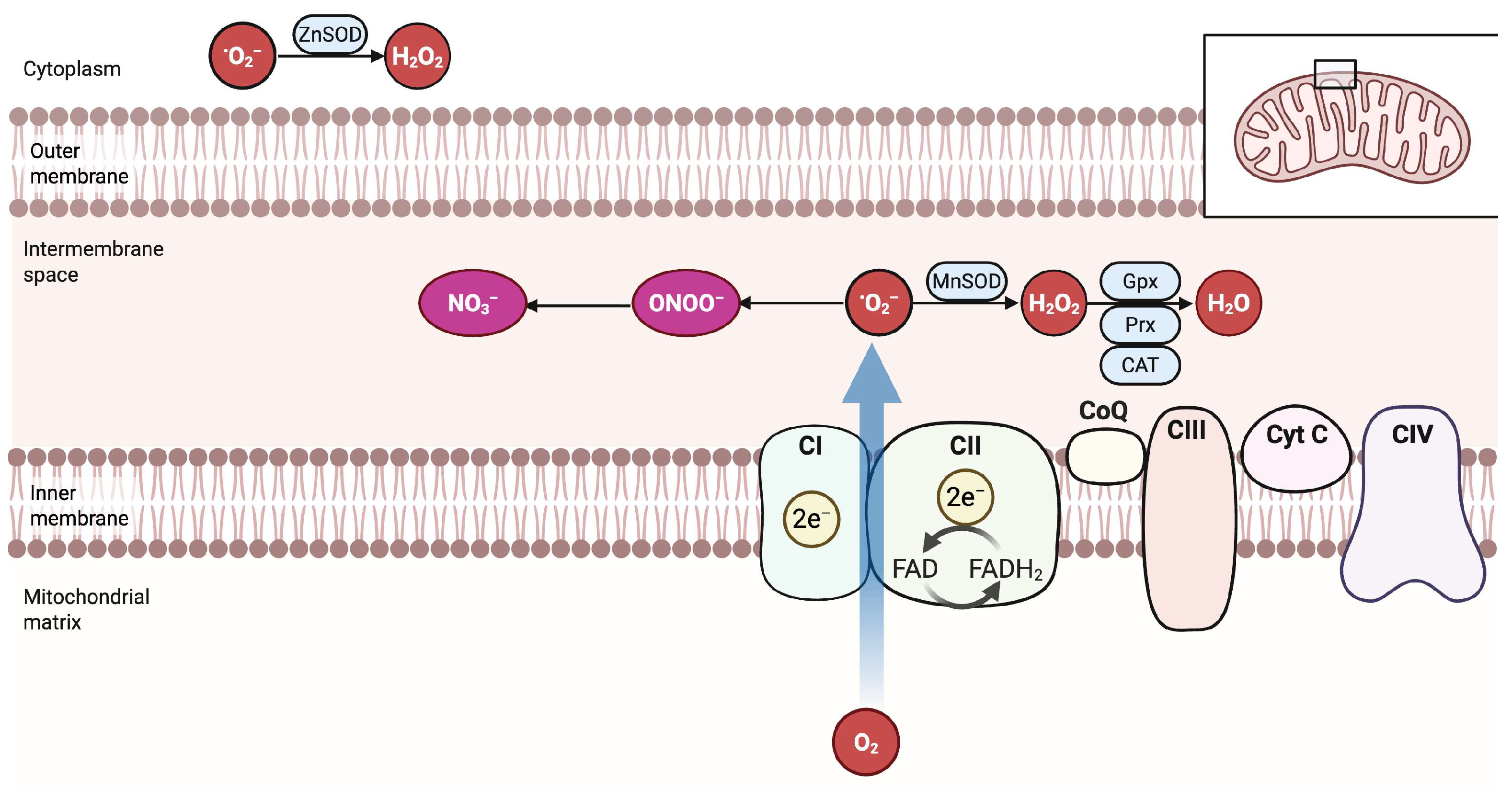 Antioxidants 14 01263 g002